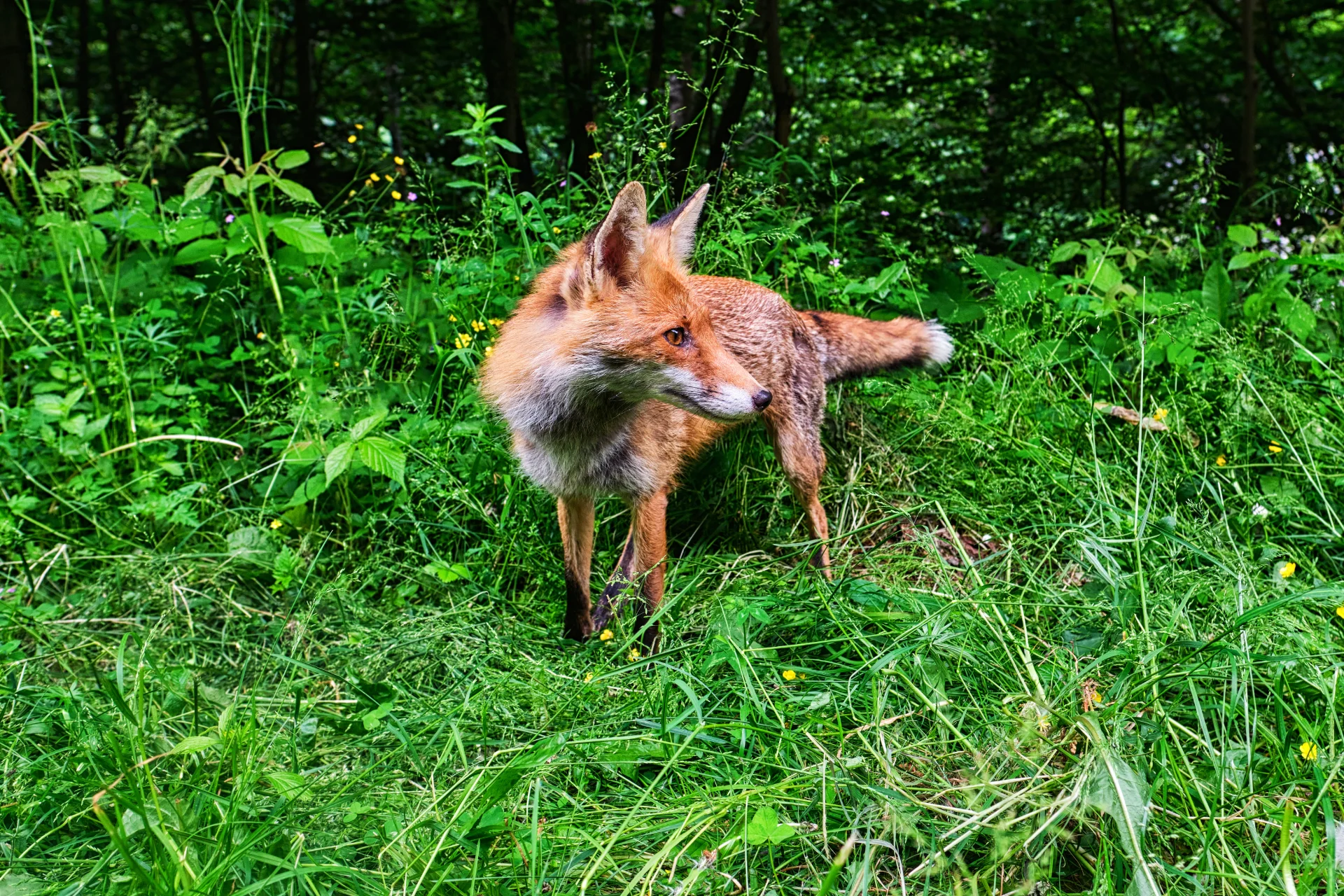 Câmpulung și Ținutul Muscelului - 100 Destinații din România 06 - Masivul Iezer-Păpușa