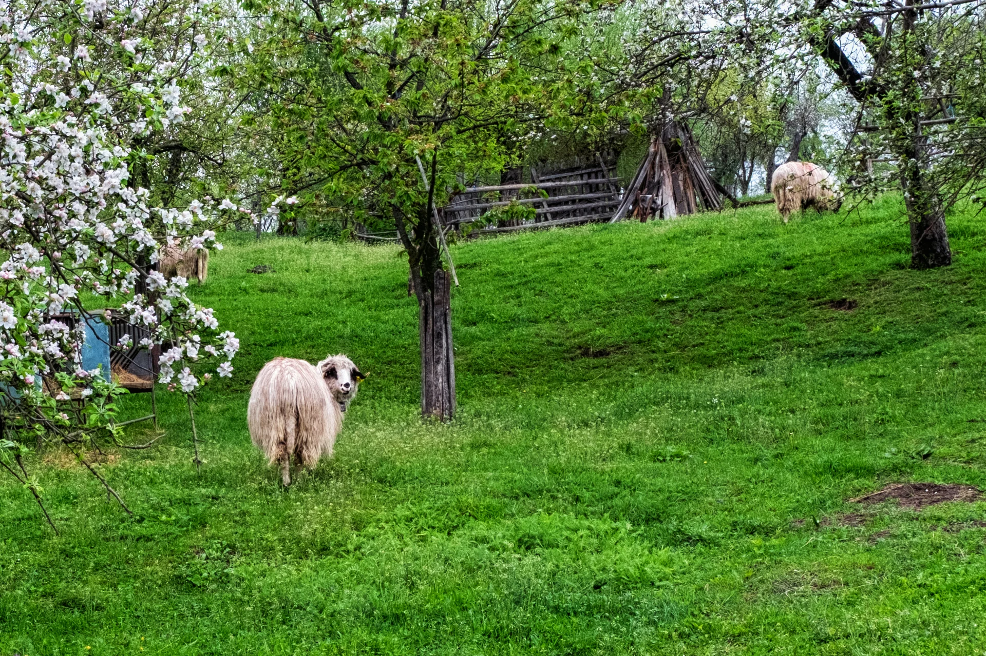 Câmpulung și Ținutul Muscelului - 100 Destinații din România 44 - Ținutul Muscelului