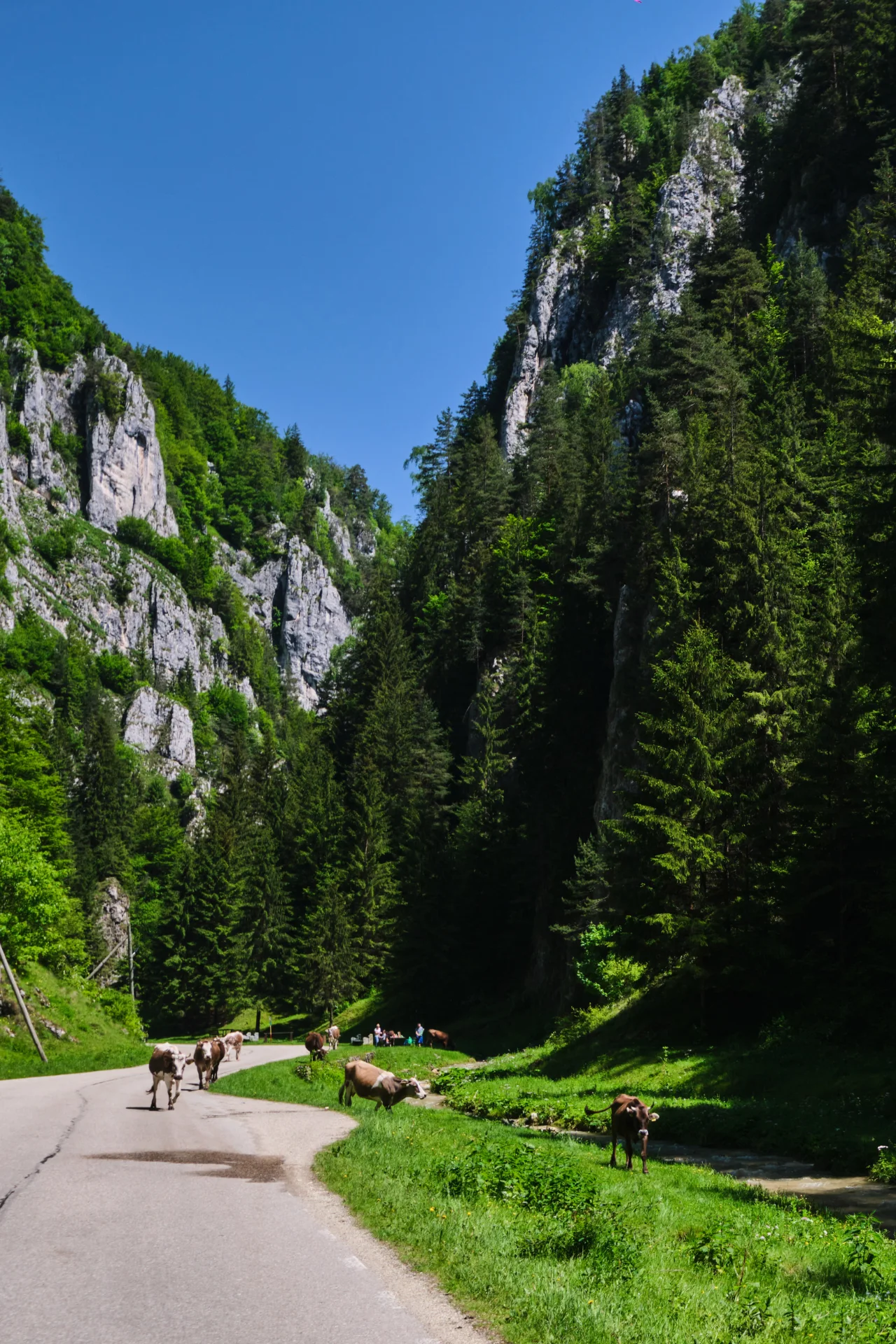 Culoarul Rucăr - Bran - 100 Destinatii din Romania - 46 - Cheile Dâmbovicioarei