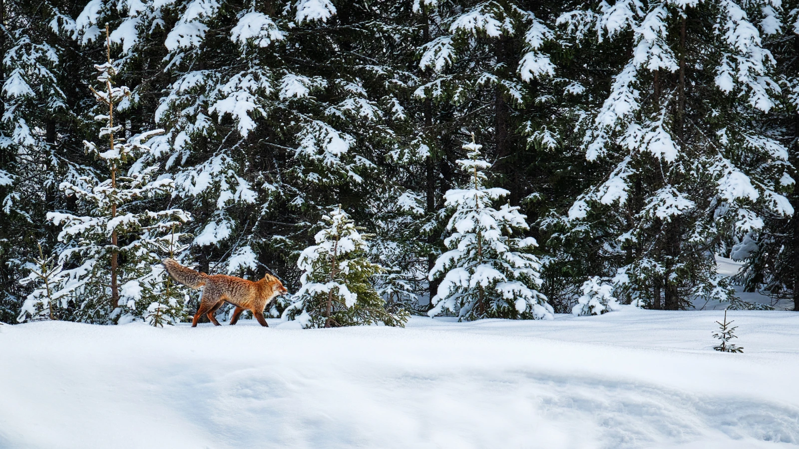 Drumul pe Valea Jietului si Valea Lotrului DN7A - Obarsia Lotrului 1