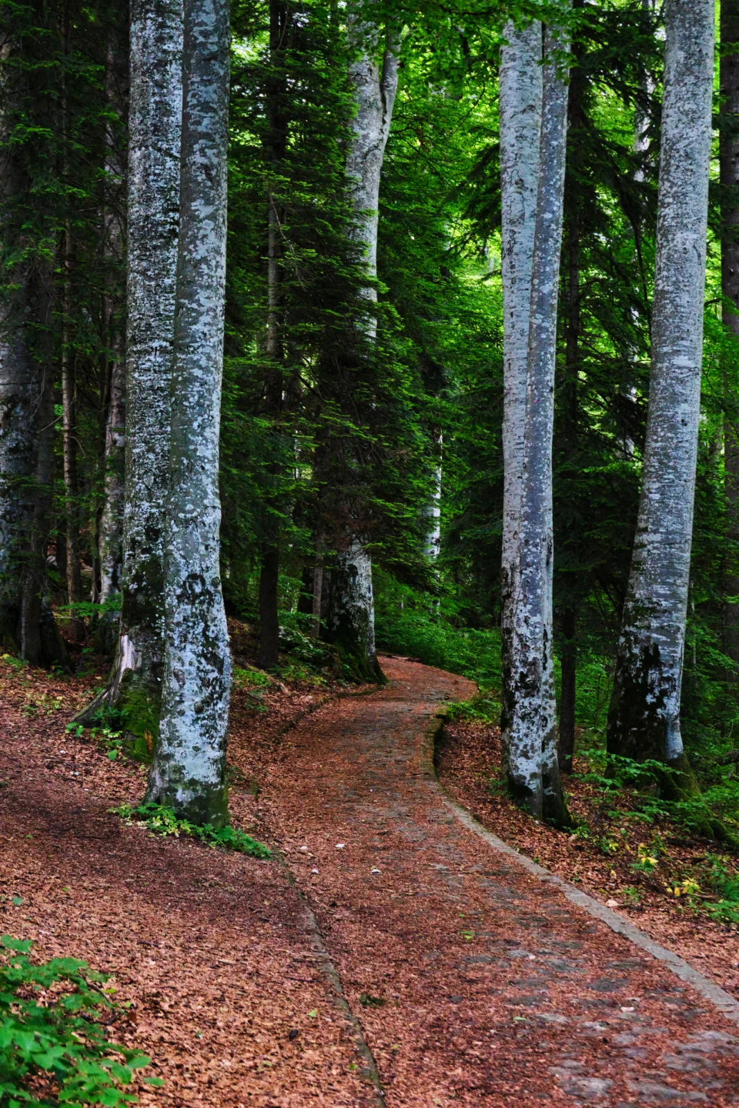 Ghid Turistic Destinatia Valea Prahovei - Poteca Regala Sinaia 2