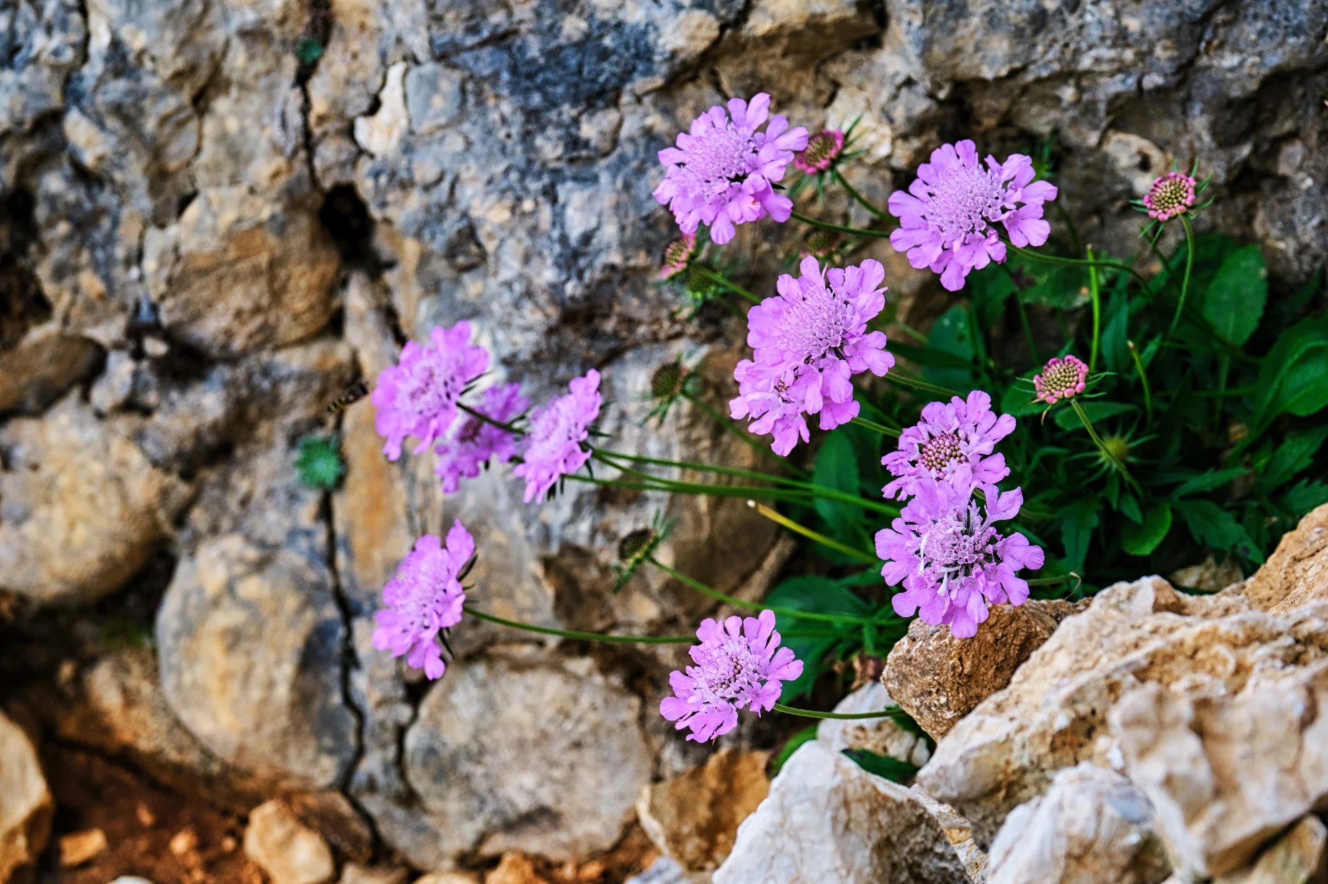 Piatra Craiului Mountains - 100 Destinations of Romania