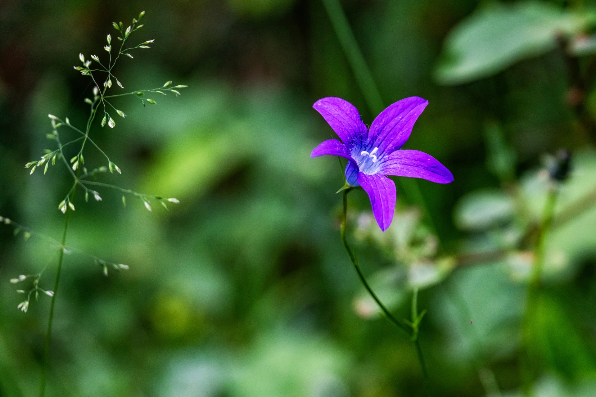 Piatra Craiului Mountains - 100 Destinations of Romania - 49