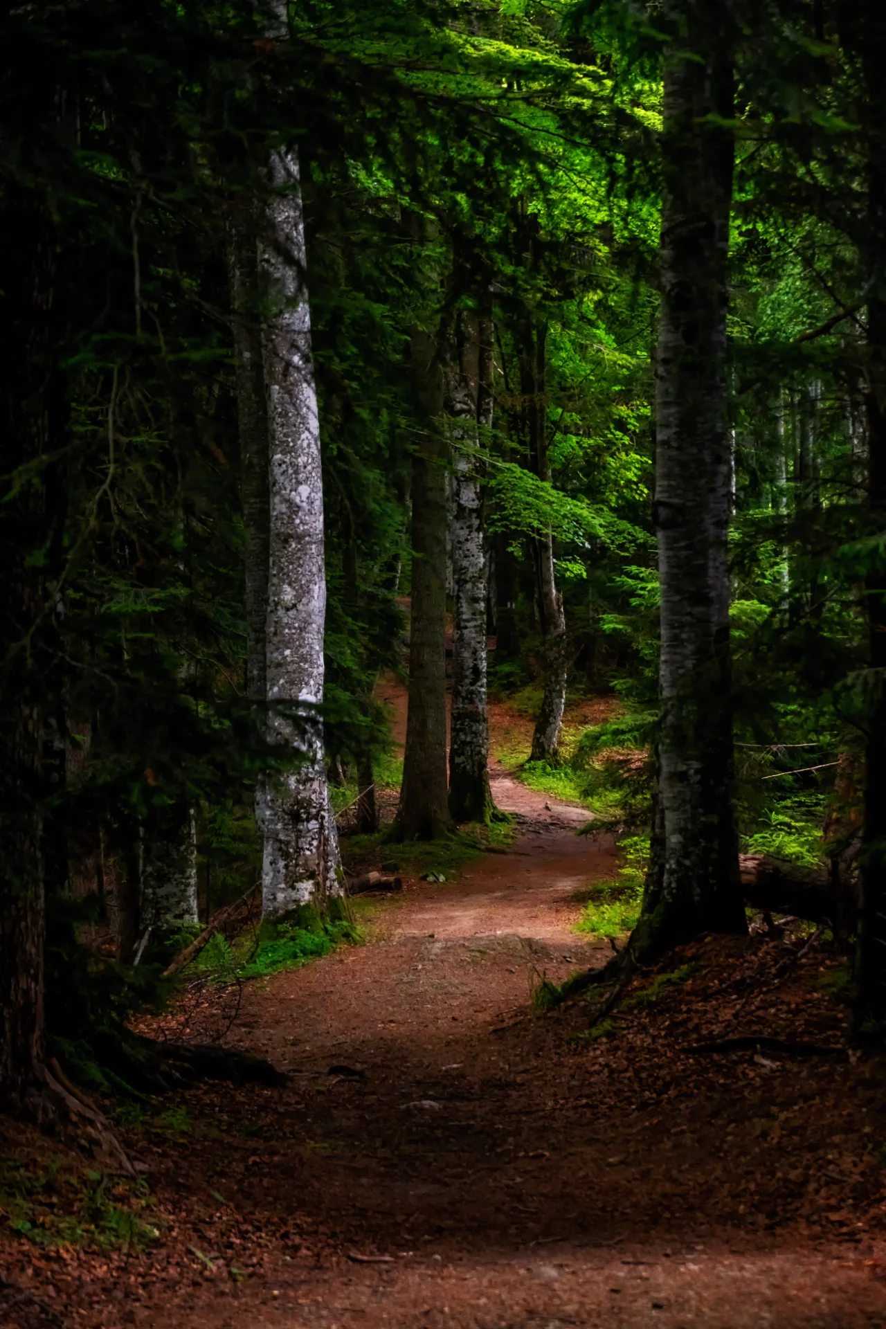 Piatra Craiului Mountains - 100 Destinations of Romania - Hiking