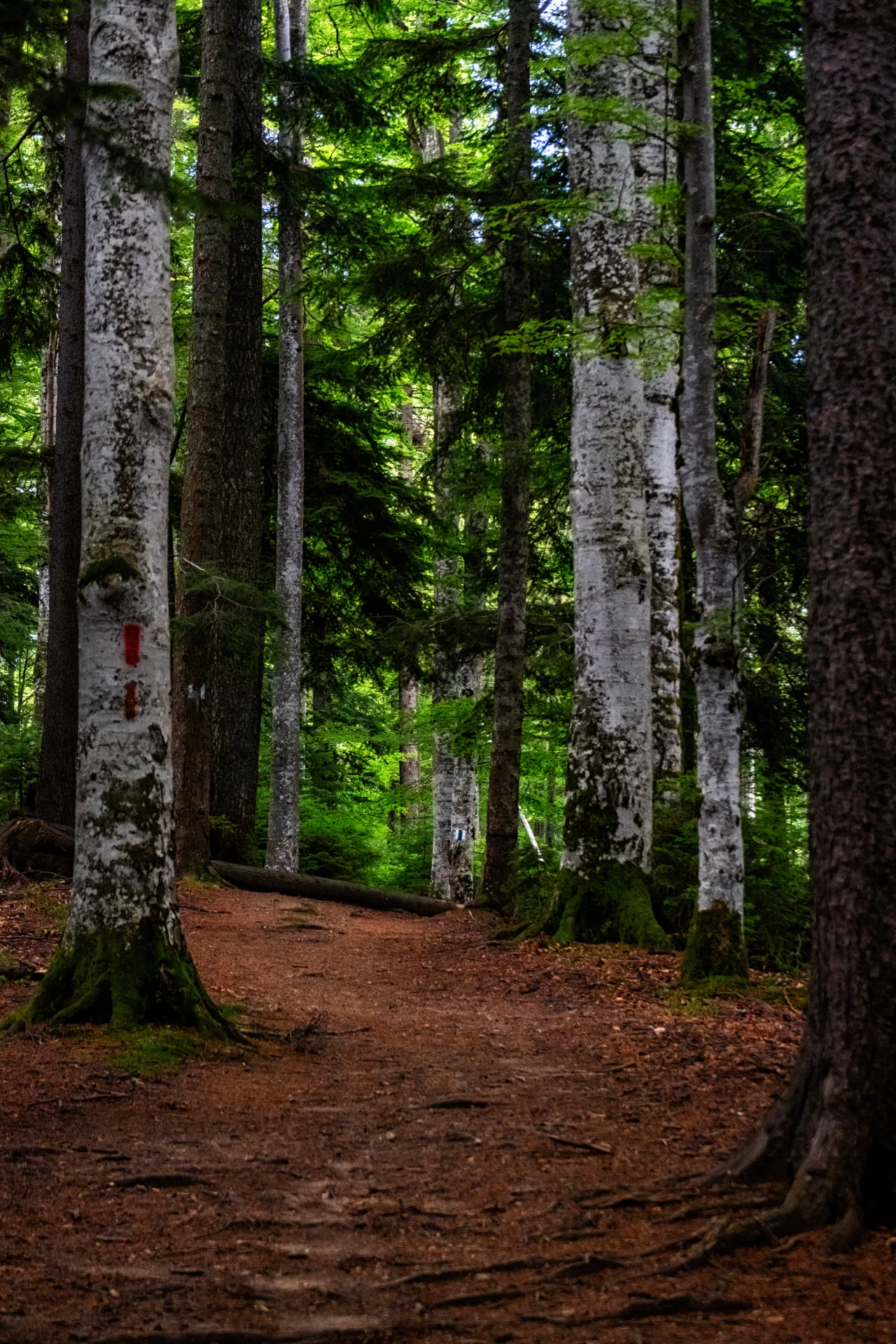 Piatra Craiului Mountains - 100 Destinations of Romania - Hiking