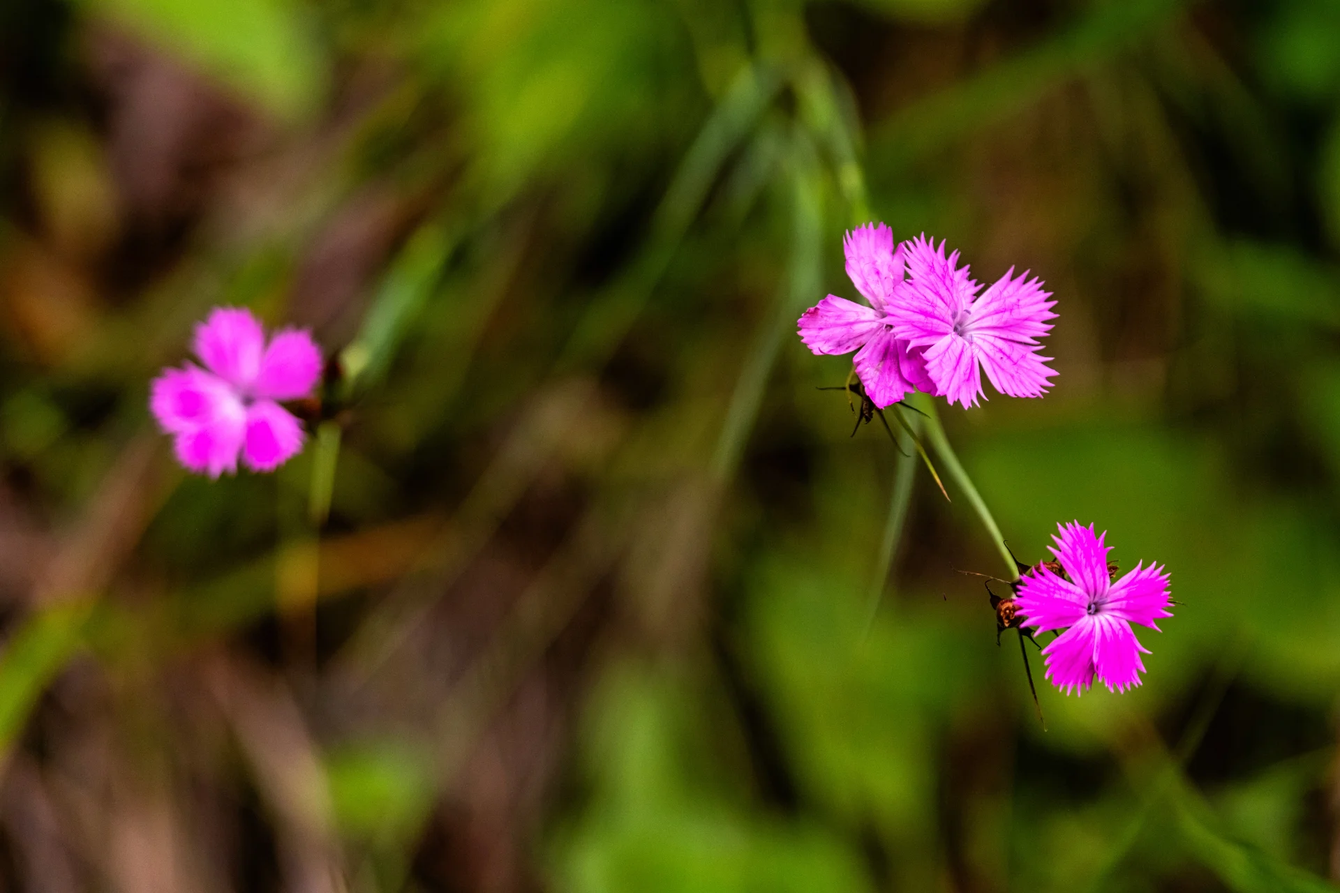 Piatra Craiului Mountains - 100 Destinations of Romania