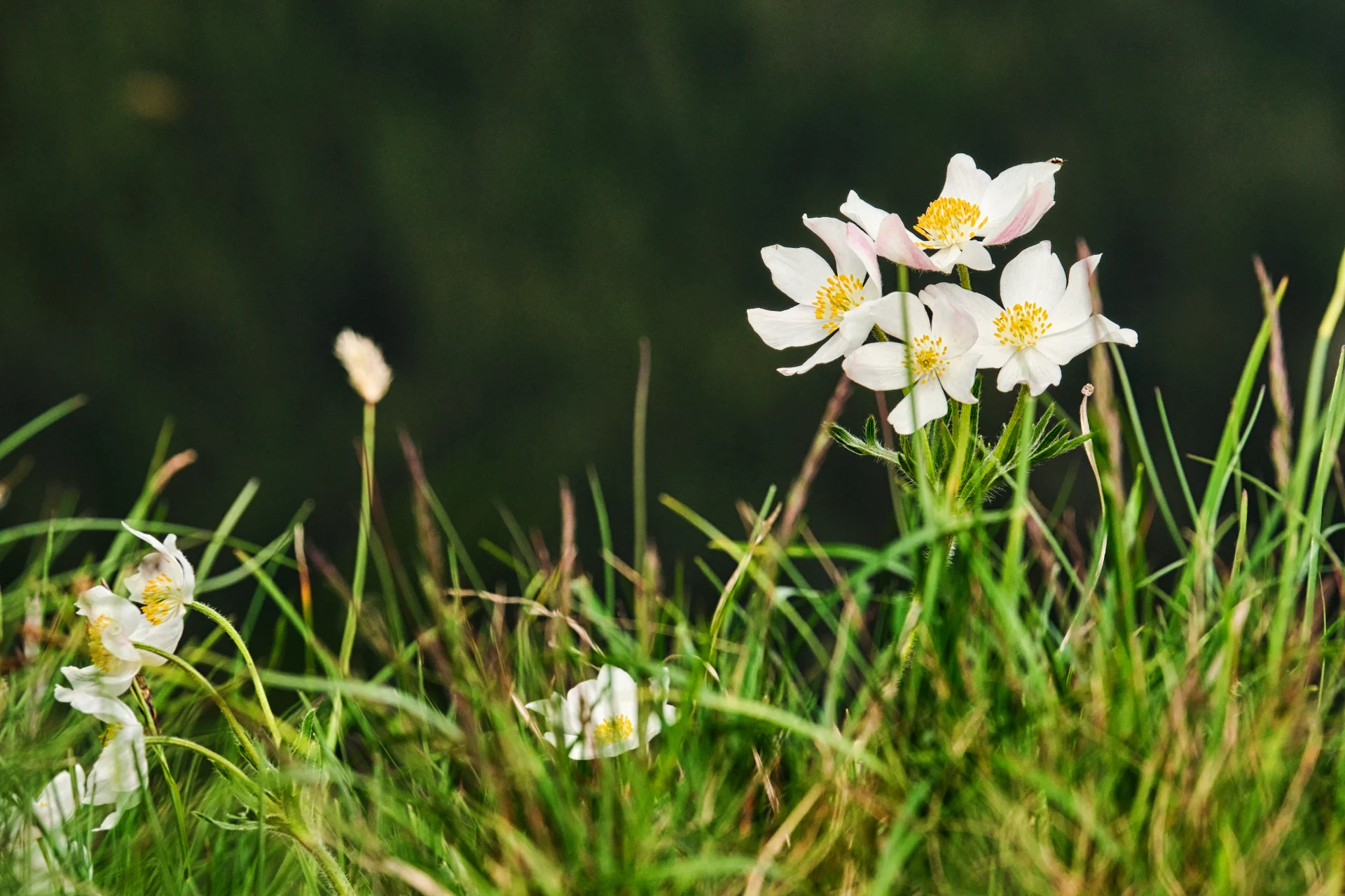 Muntii Ciucaș - Destinatii din Romania - 42