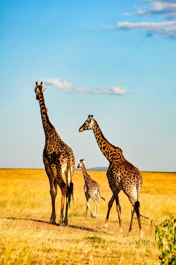 Parcul Național Serengeti - Spectacolul Vieții 3