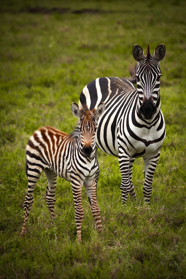 Parcul Național Serengeti - Spectacolul Vieții 4