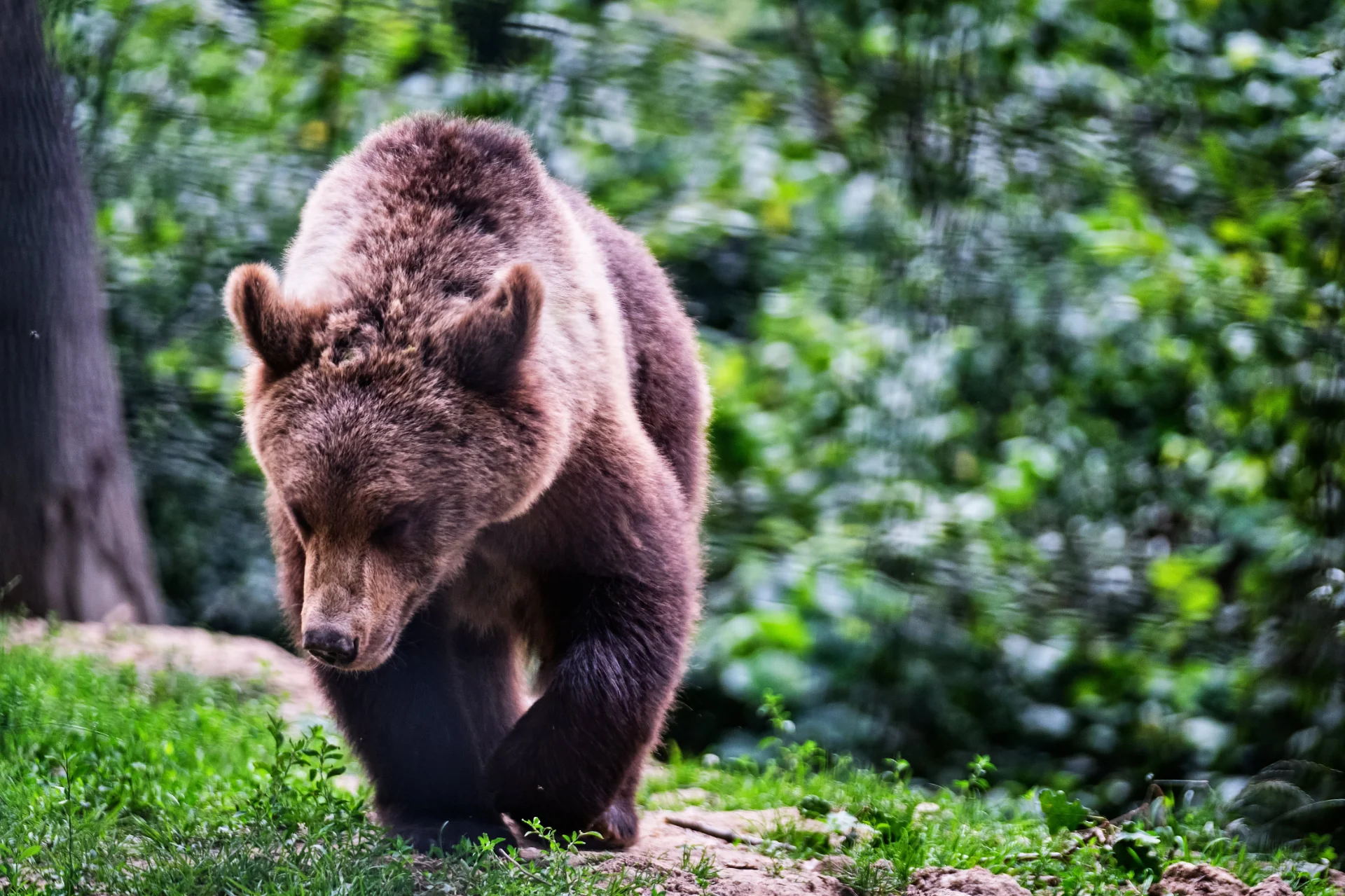 Țara Bârsei - Ghid Turistic Destinatii din Romania 82 - Sanctuarul de Ursi Zarnesti