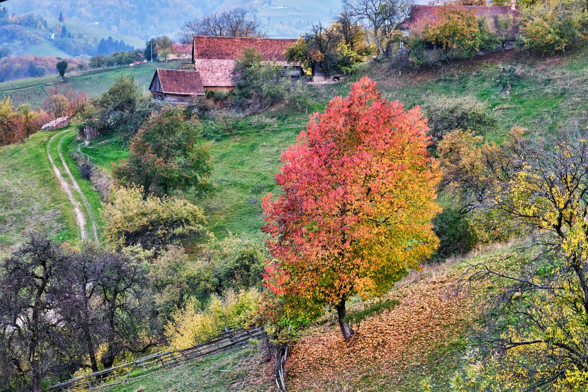 Țara Bârsei - Ghid Turistic Destinatii din Romania 86 - Poiana Mărului