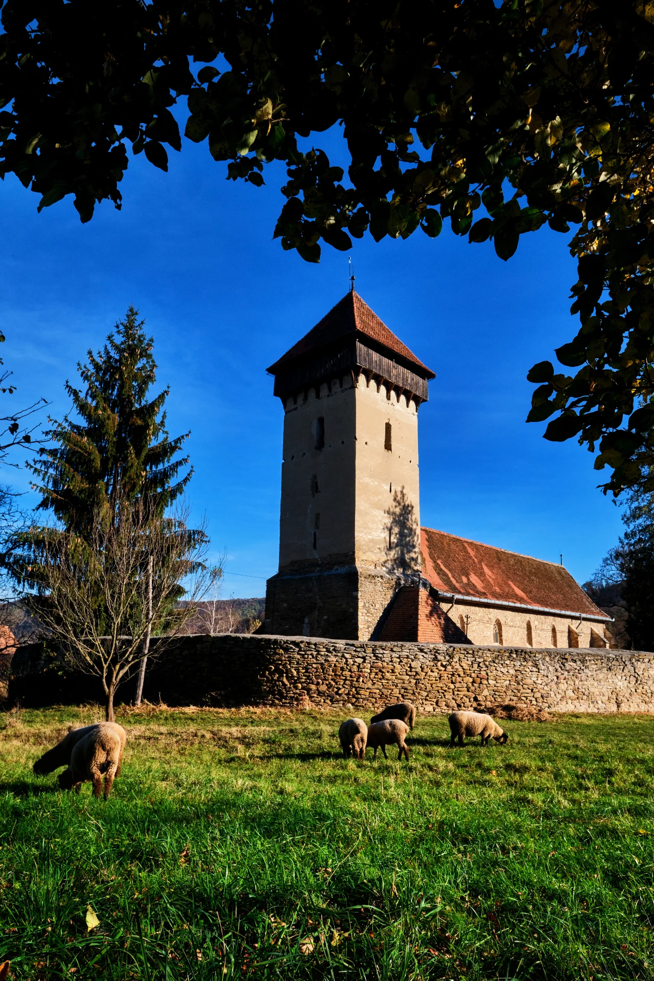 Biserica Fortificată Mălâncrav - Colinele Transilvaniei 112