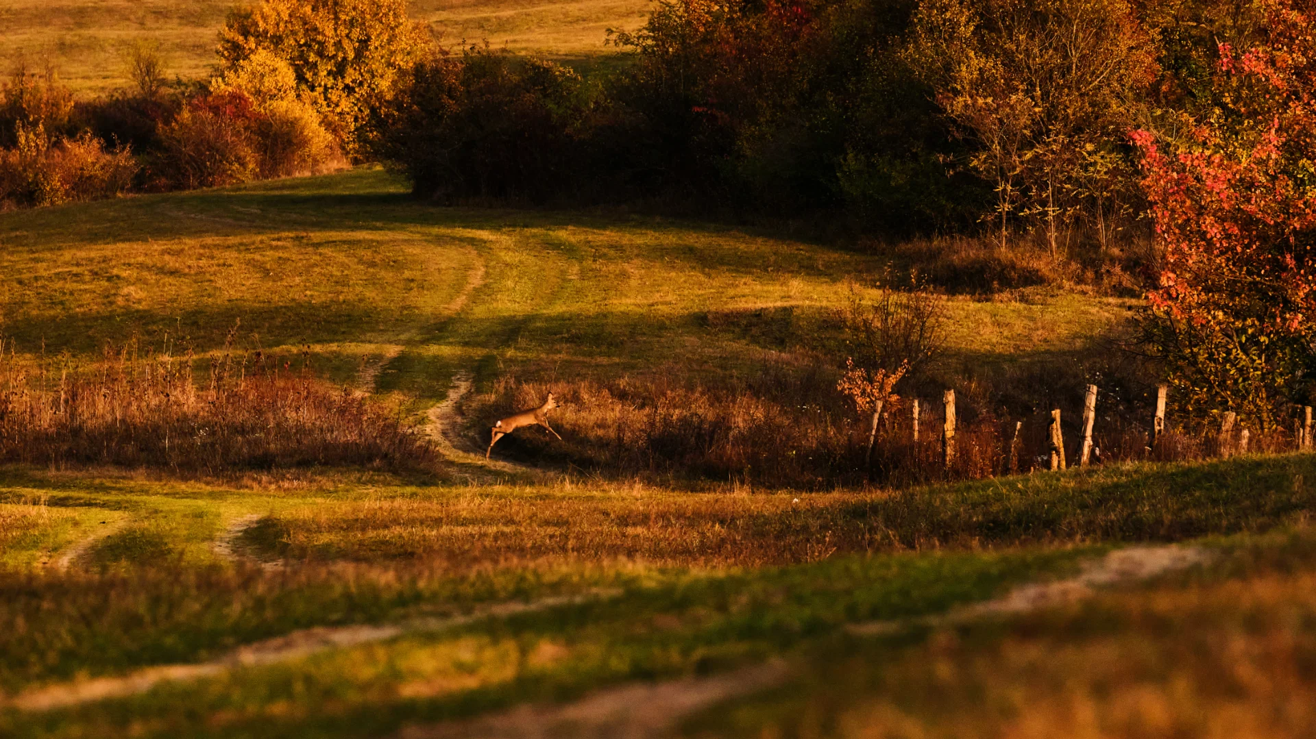 Dealul Calbor - Colinele Transilvaniei 117