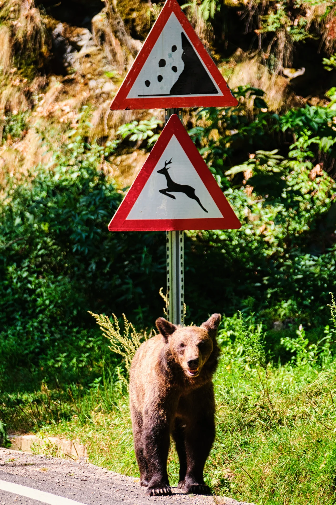 Drumul Transfăgărășan - 100 Destinații din România 48 - Urs Brun