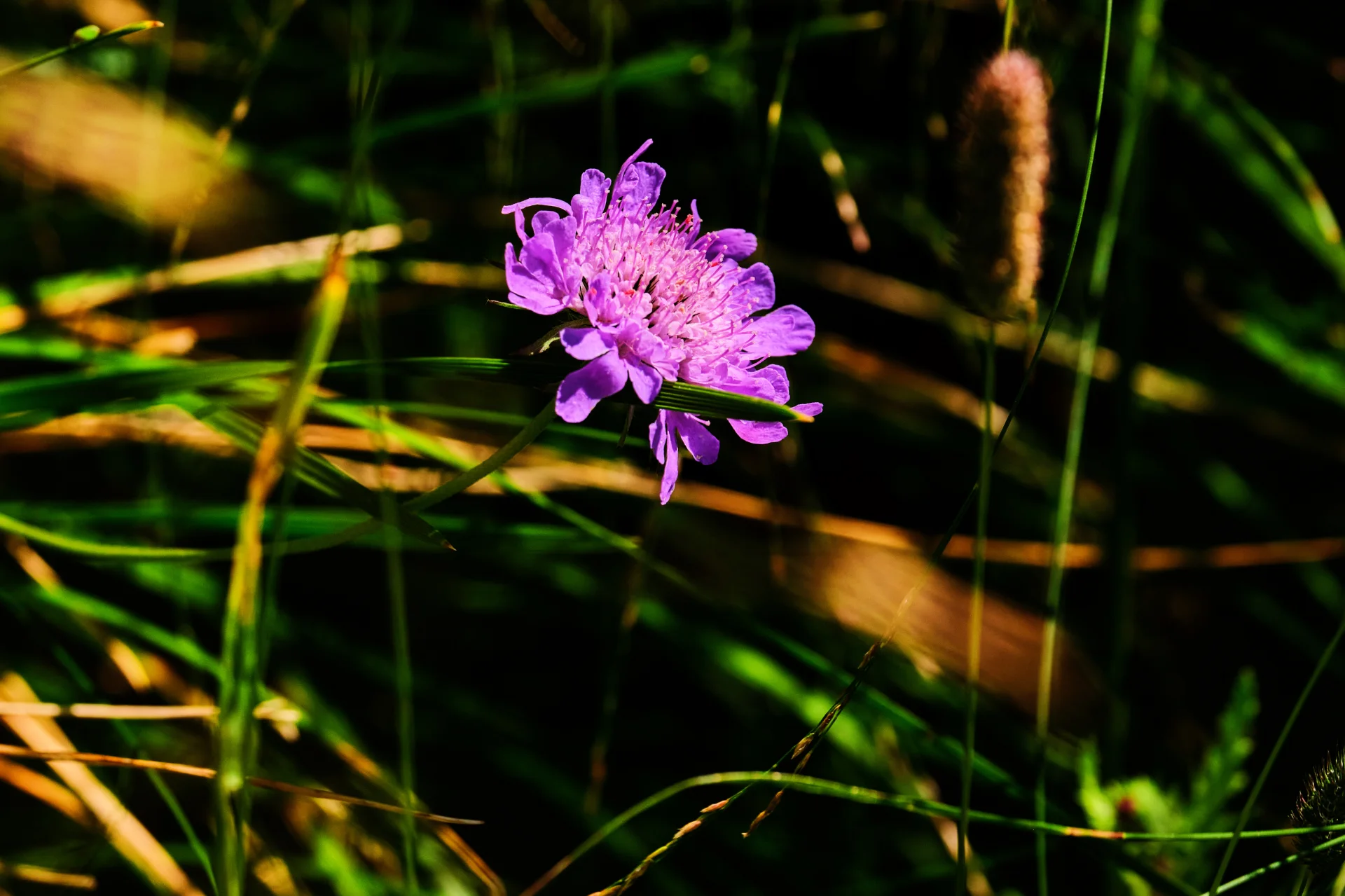 Munții Făgăraș - 100 Destinații din România 50 - Biodiversitate