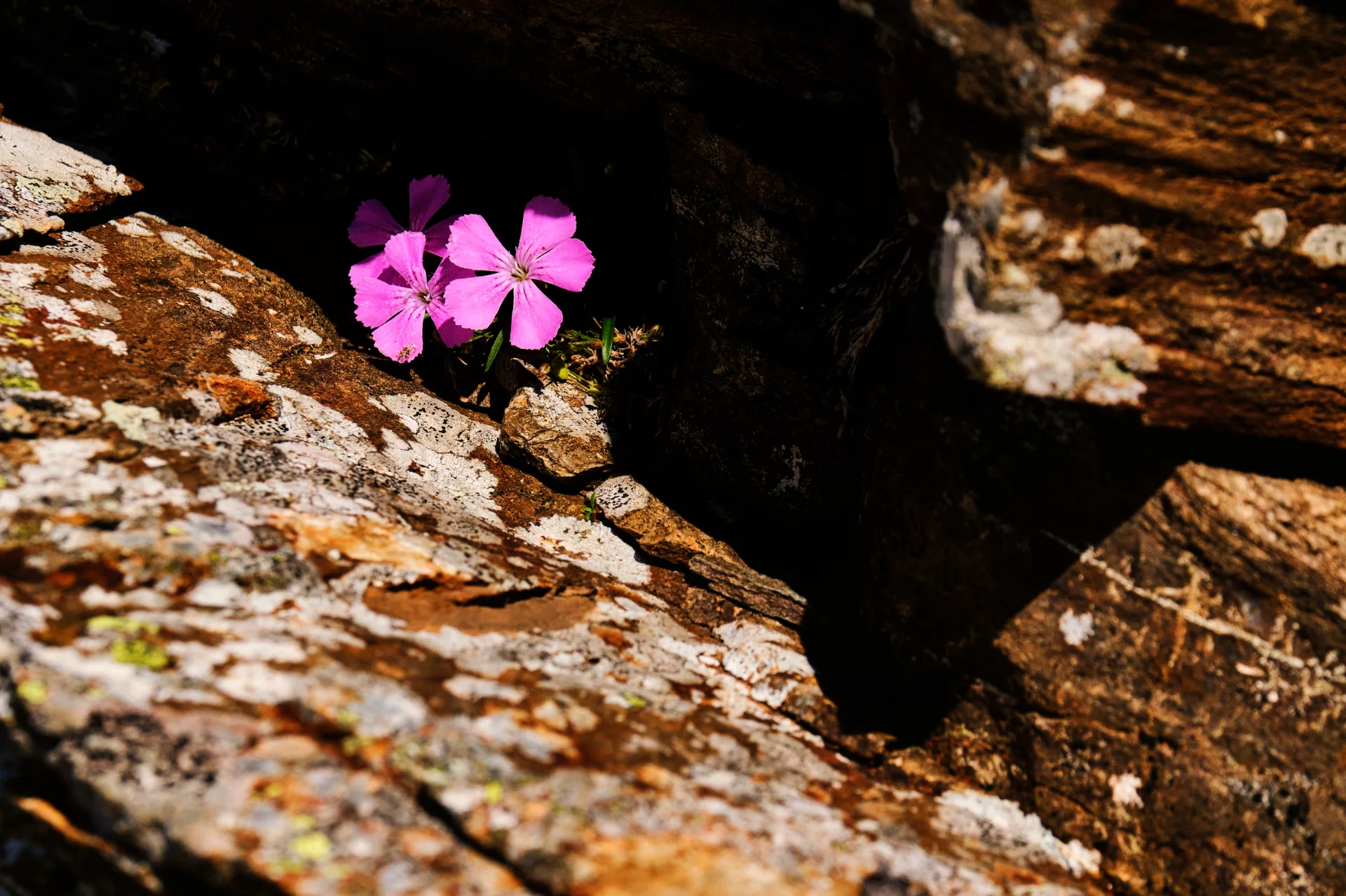 Munții Făgăraș - 100 Destinații din România 53 - Biodiversitate