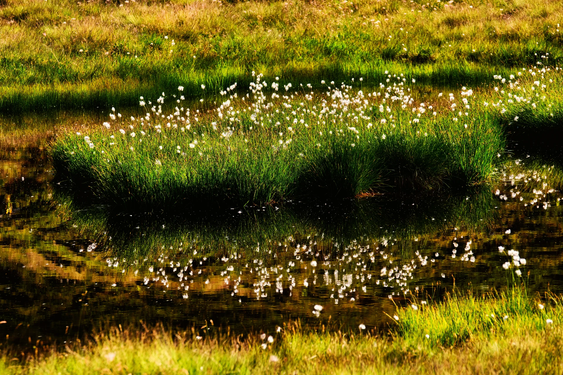 Munții Făgăraș - 100 Destinații din România 65 - Biodiversitate