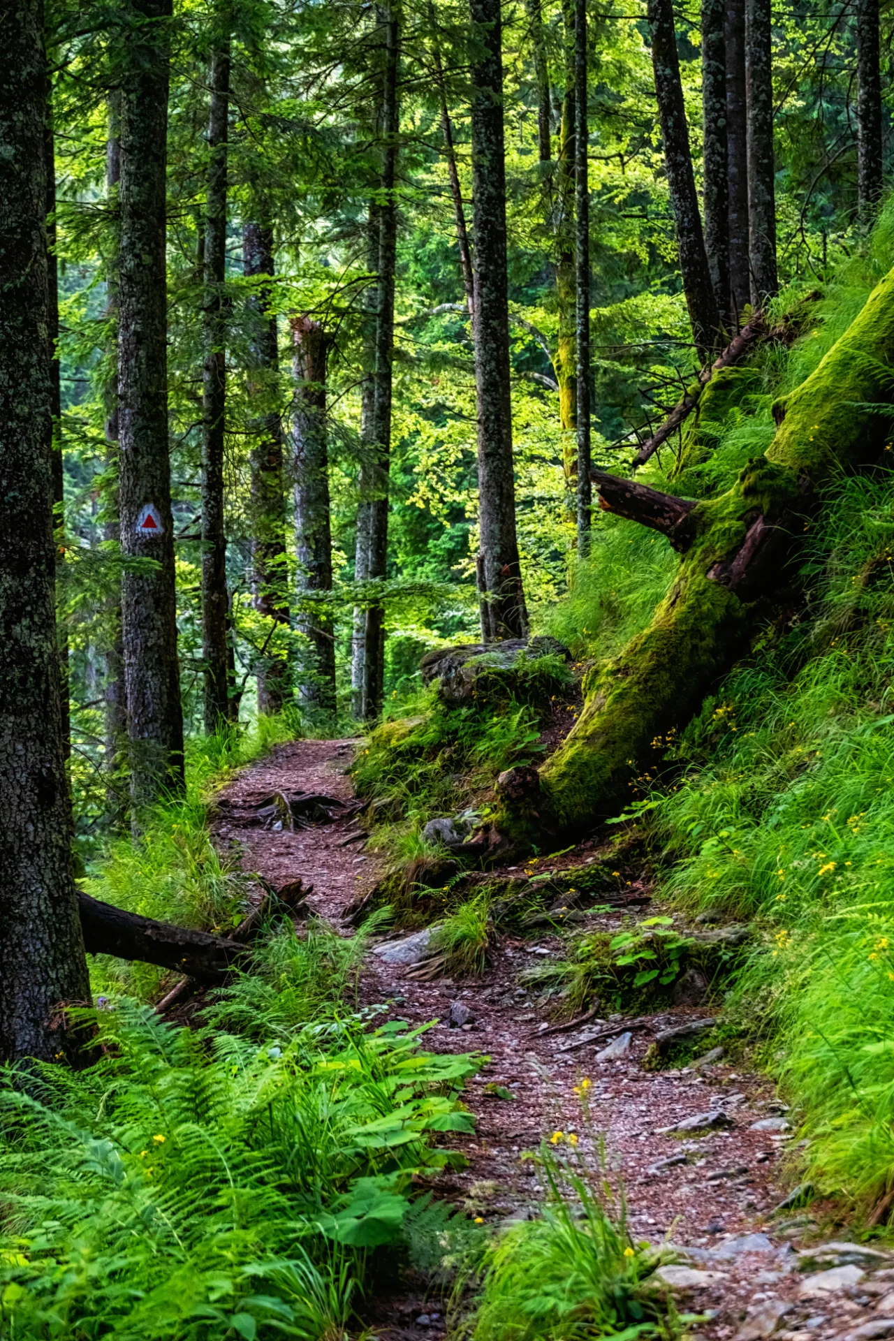 Munții Făgăraș - 100 Destinații din România 81 - Traseu pe Valea Sâmbetei