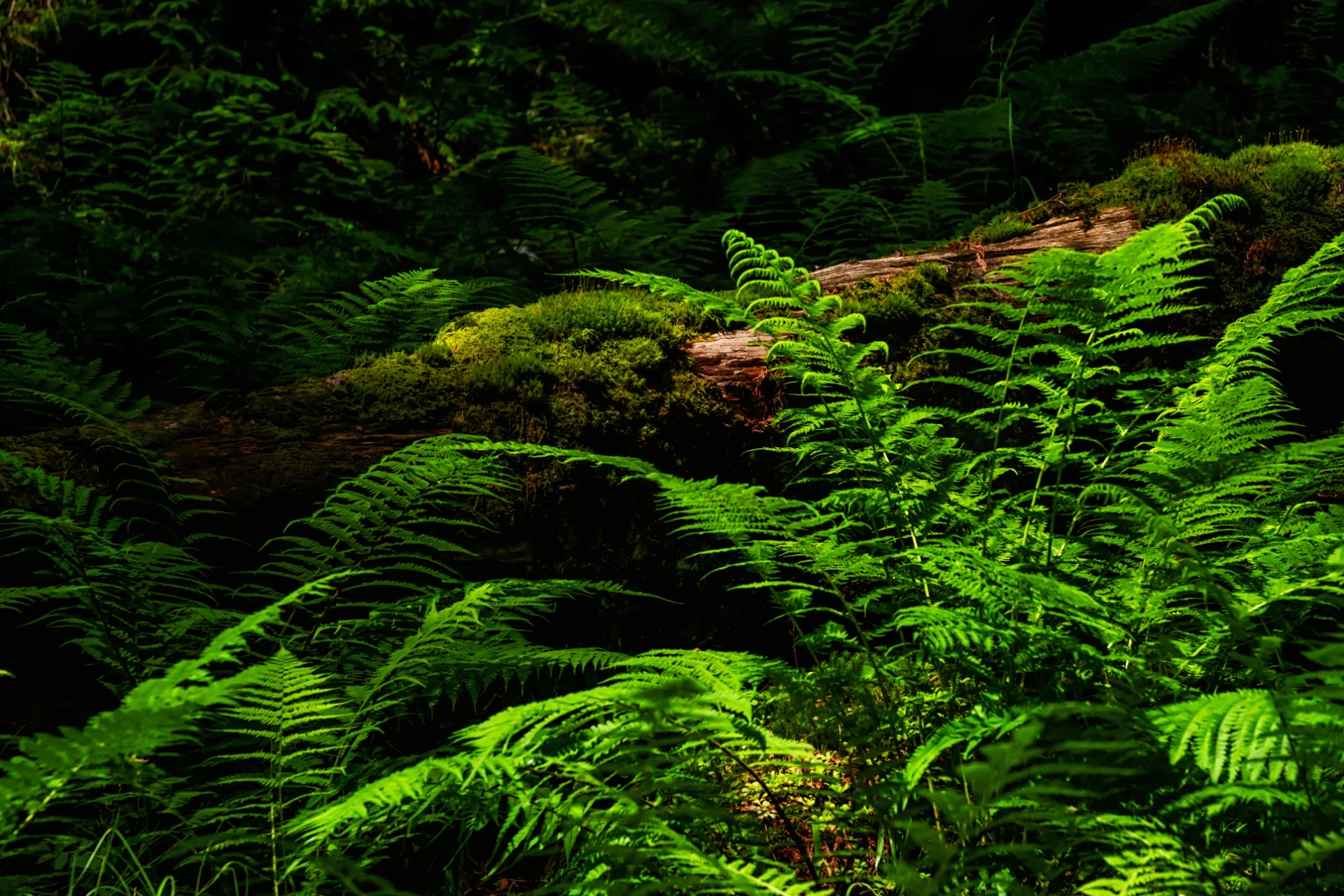 Munții Făgăraș - 100 Destinații din România 82 - Valea Sâmbetei Biodiversitate