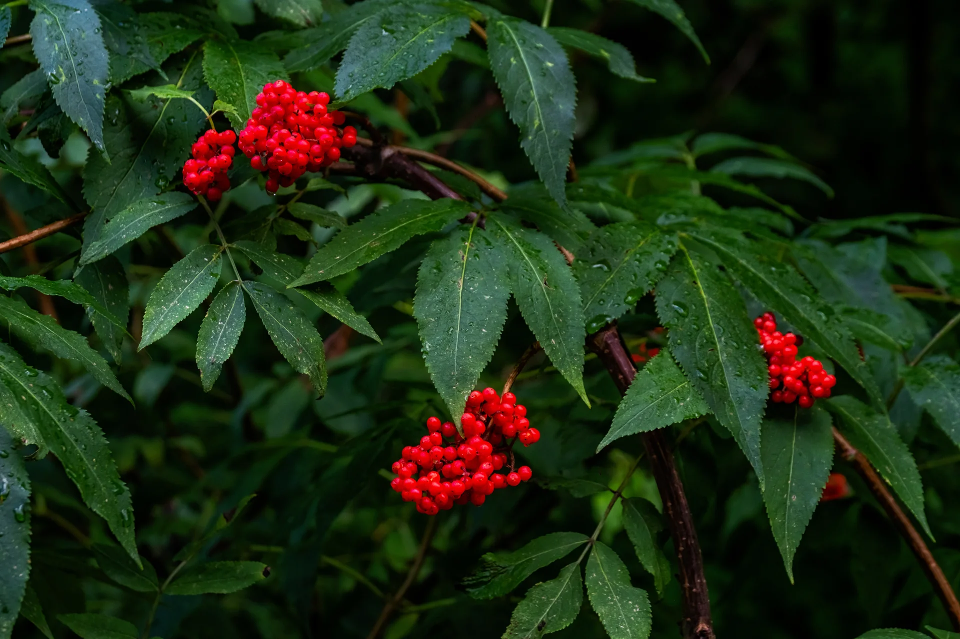 Munții Făgăraș - 100 Destinații din România 86 - Valea Sâmbetei Biodiversitate
