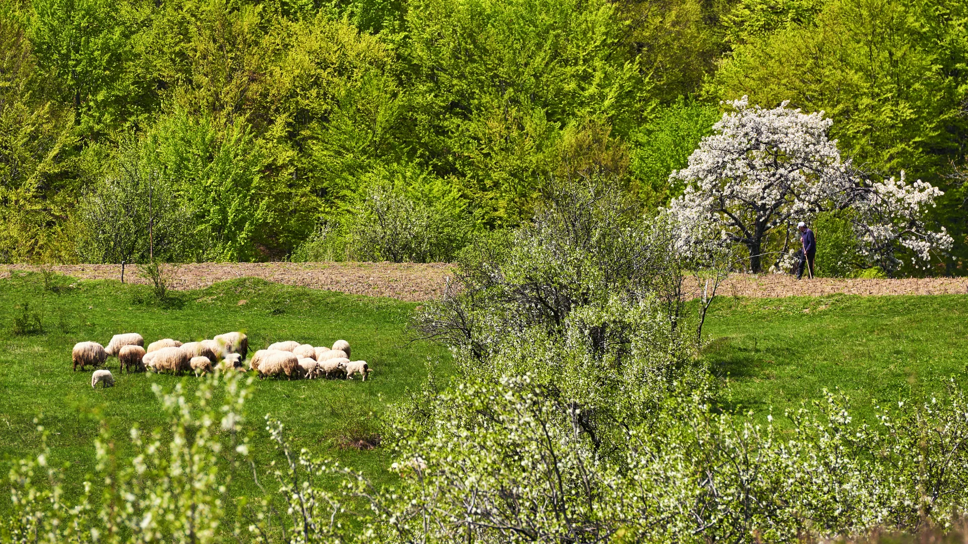 Sate autentice din Romania - Ineleț-Dobraia-Prisăcina 2
