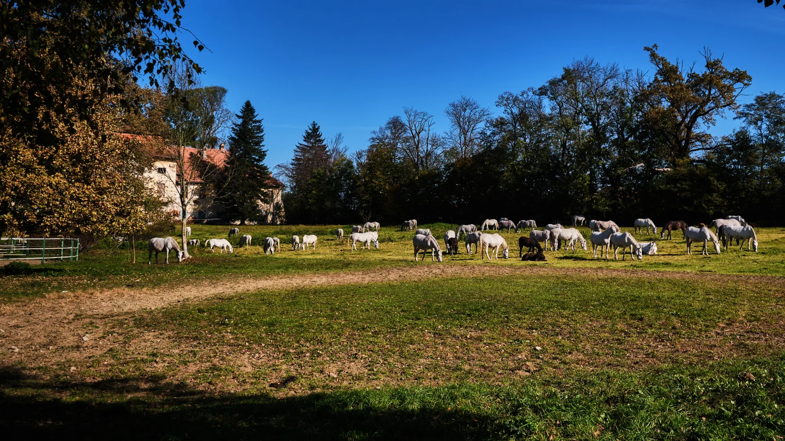 Țara Făgărașului - 100 Destinații România 42 - Herghelia Sâmbăta de Jos