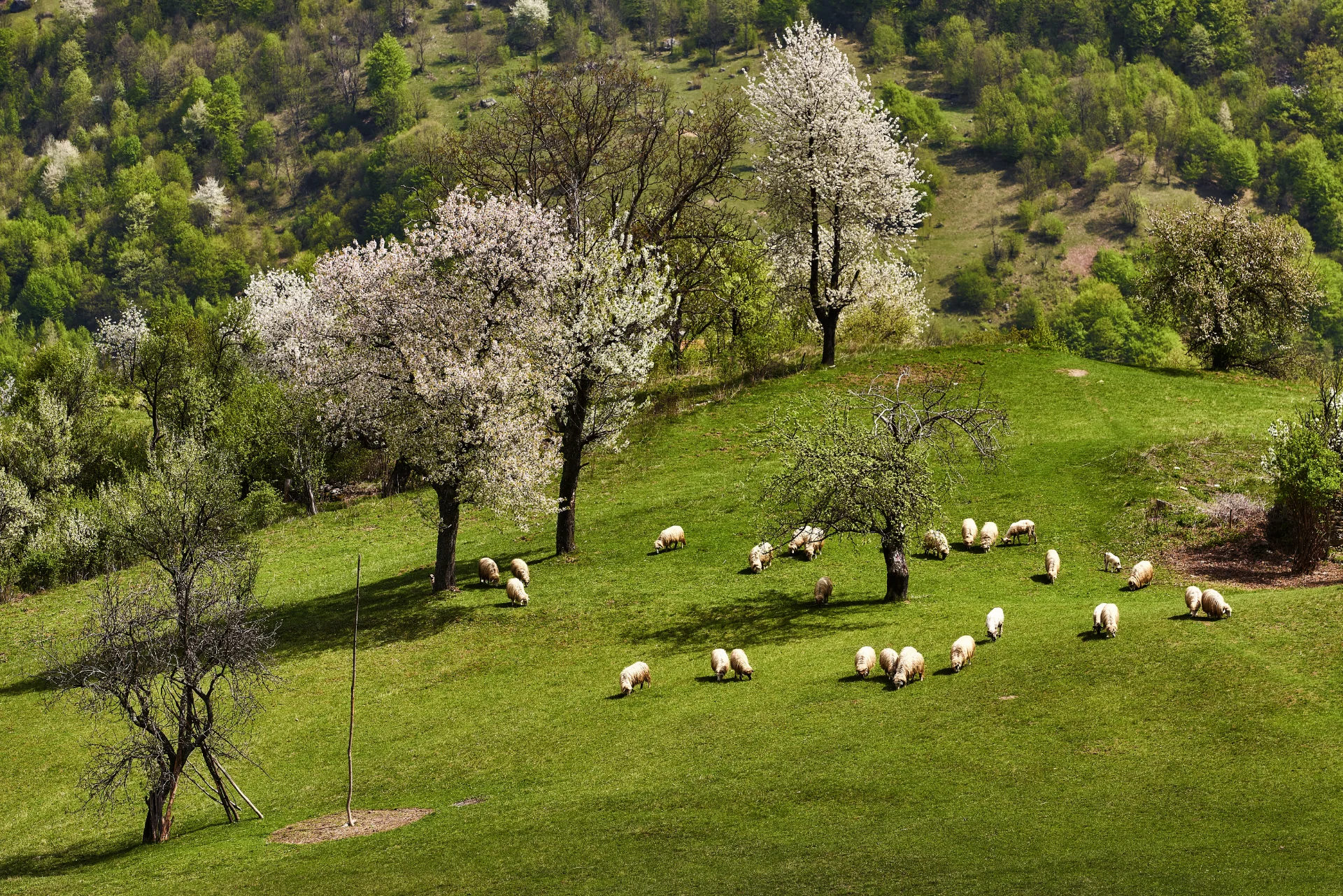 Remote Villages of Cerna Mountains - Ineleț and Scărișoara 06