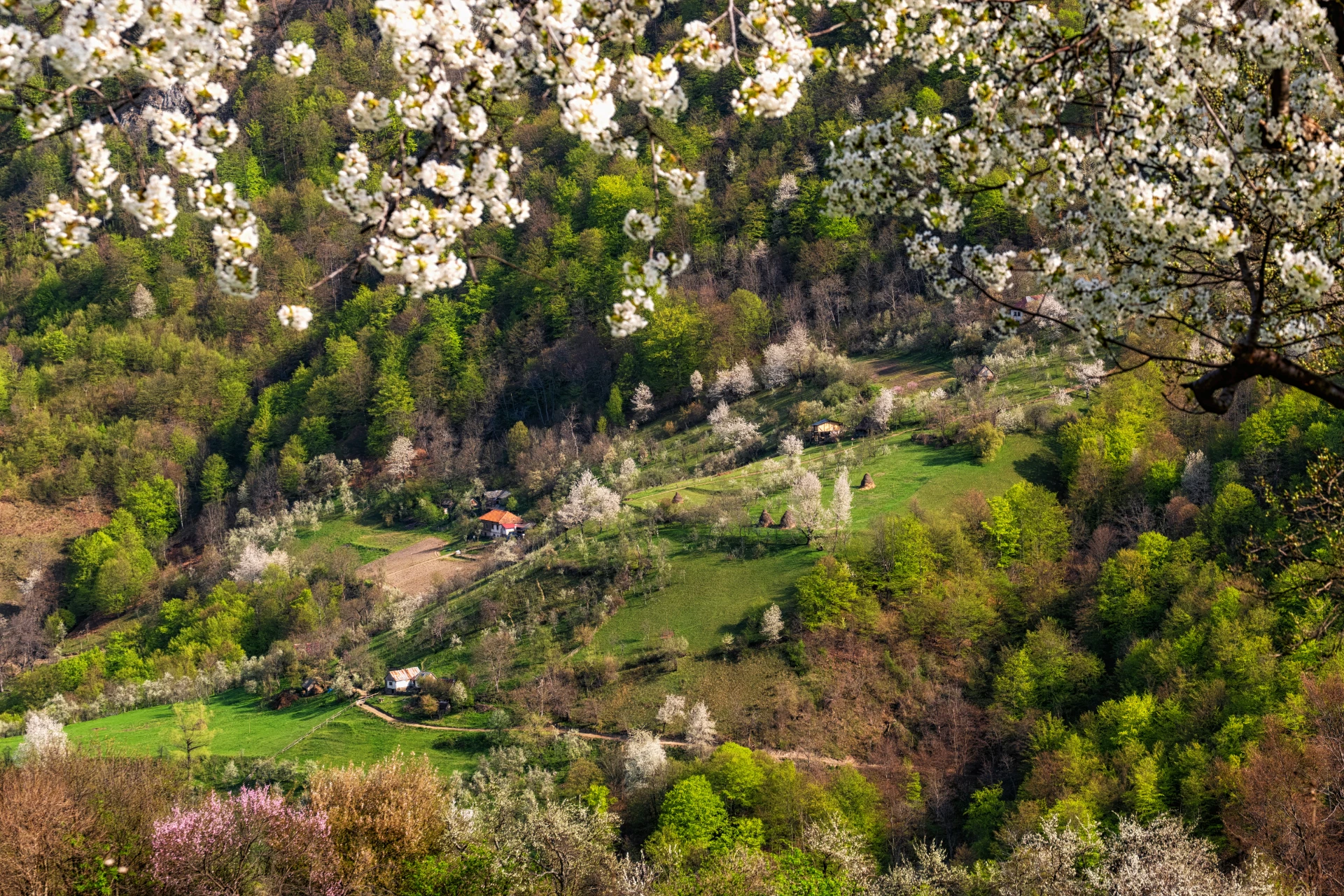 Satele Izolate din Munții Cernei - Ineleț și Scărișoara