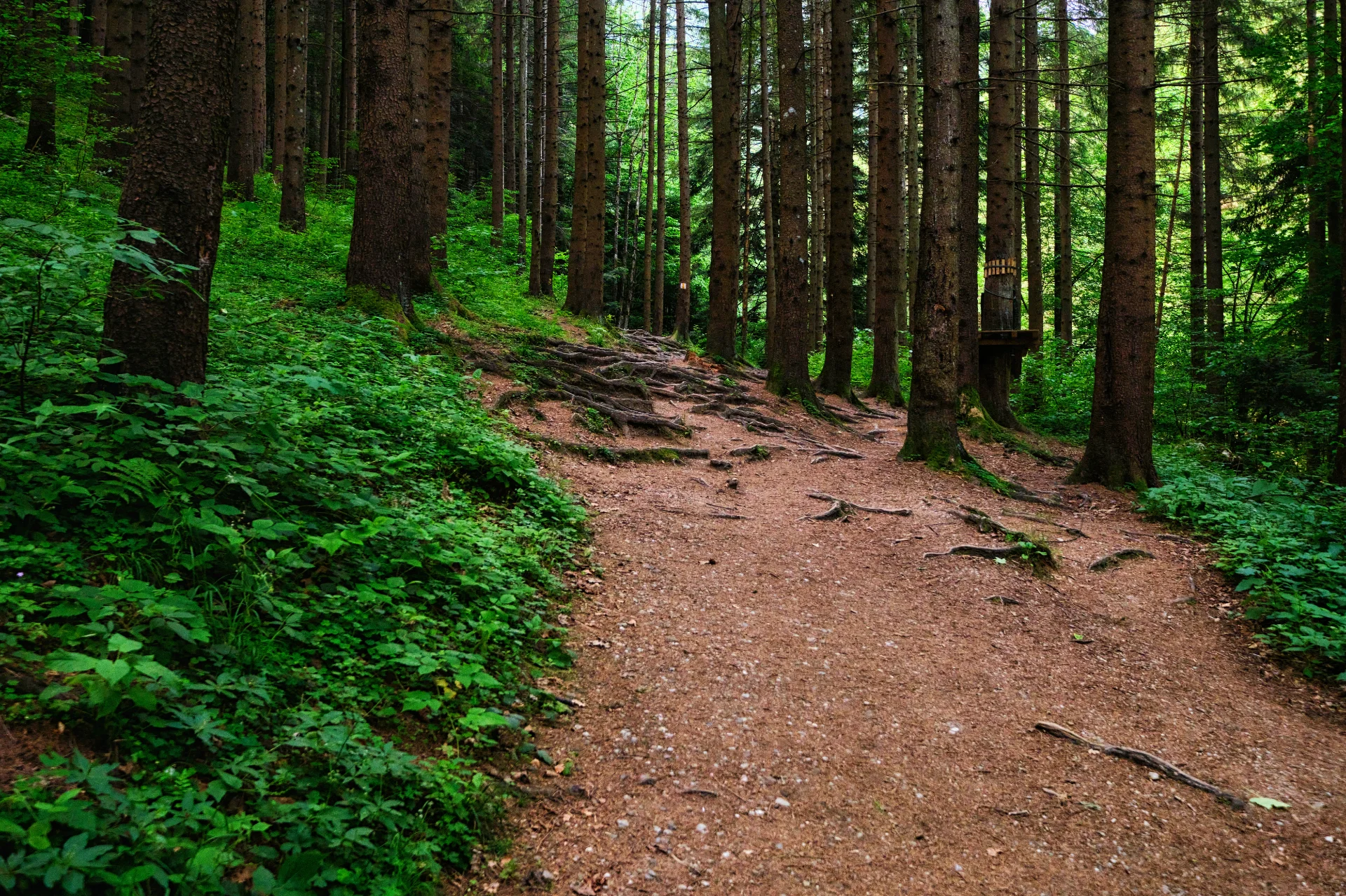 Seven Ladders Canyon in Brasov Romania 02