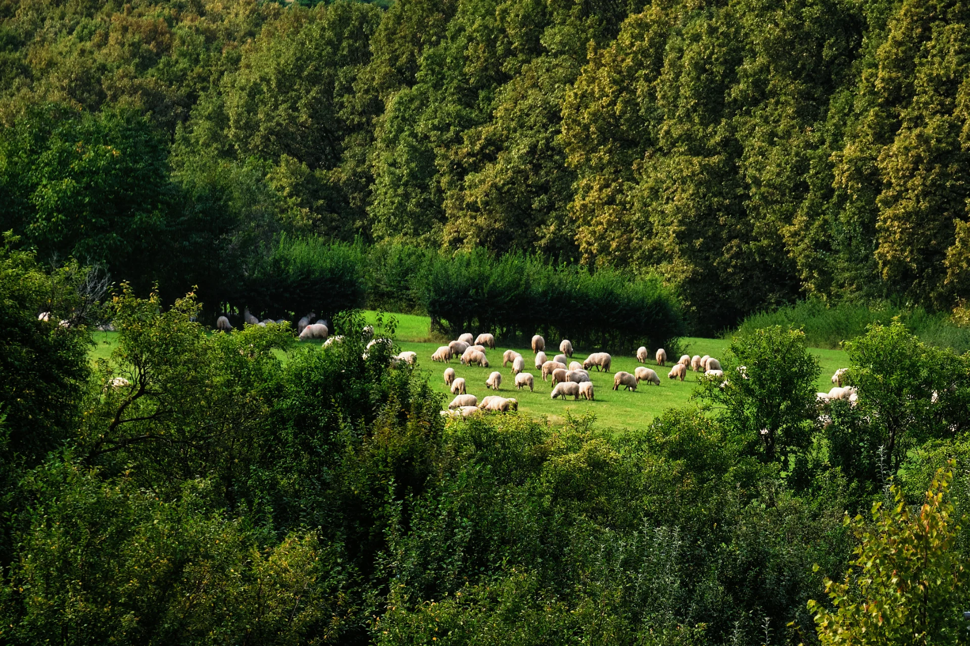 Mărginimea Sibiului - Destinații România 26 -