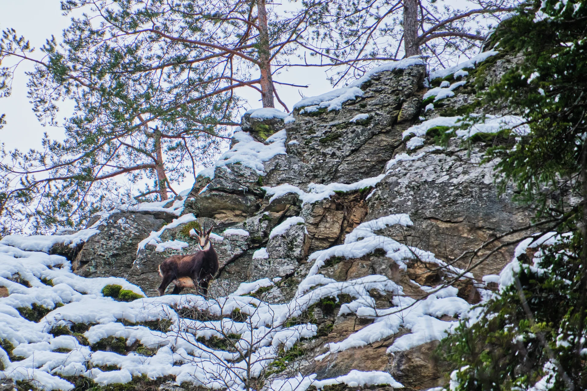 Parcul Național Cozia - Destinații România 08 - Capre Negre