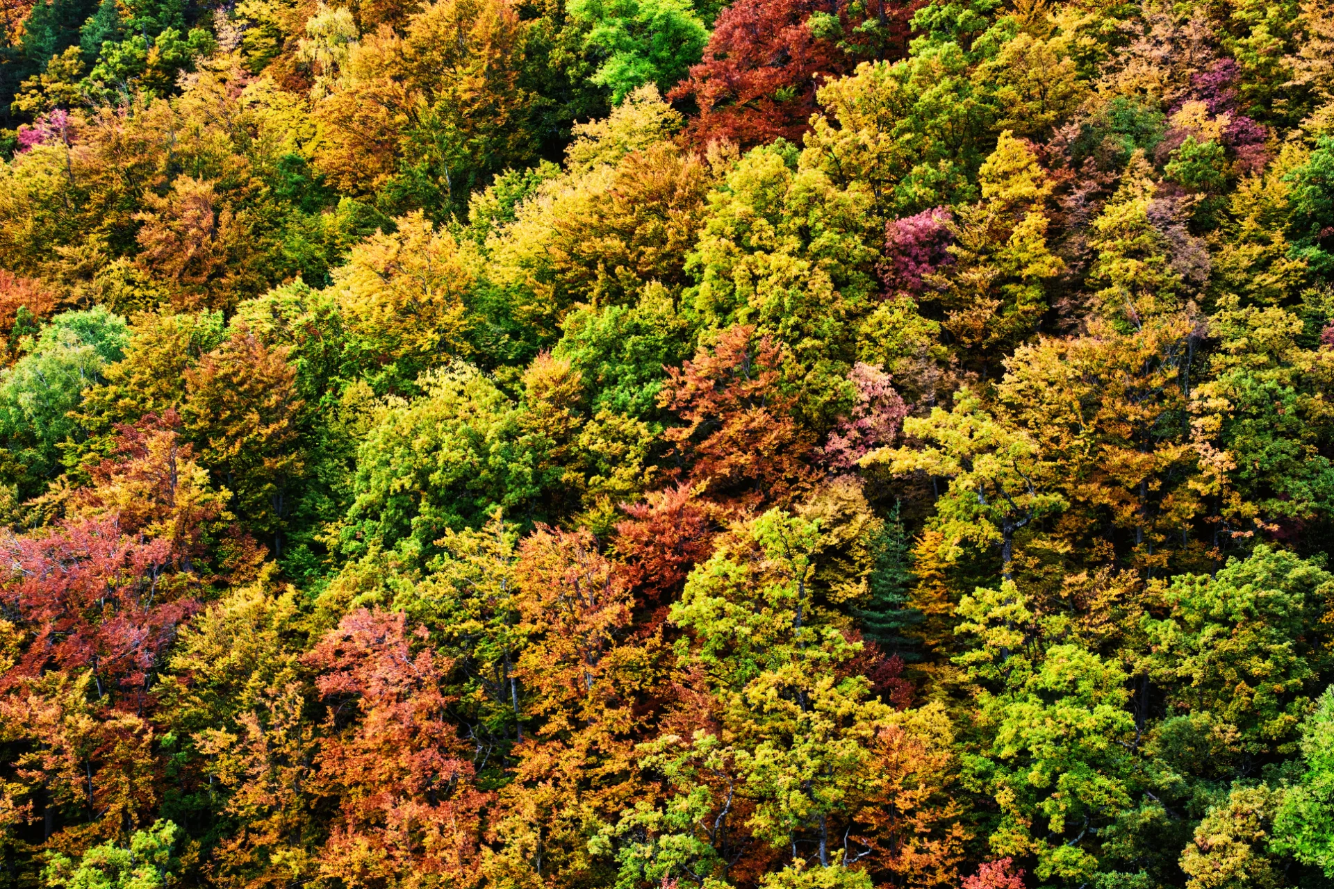 Parcul Național Cozia - Destinații România 12 -