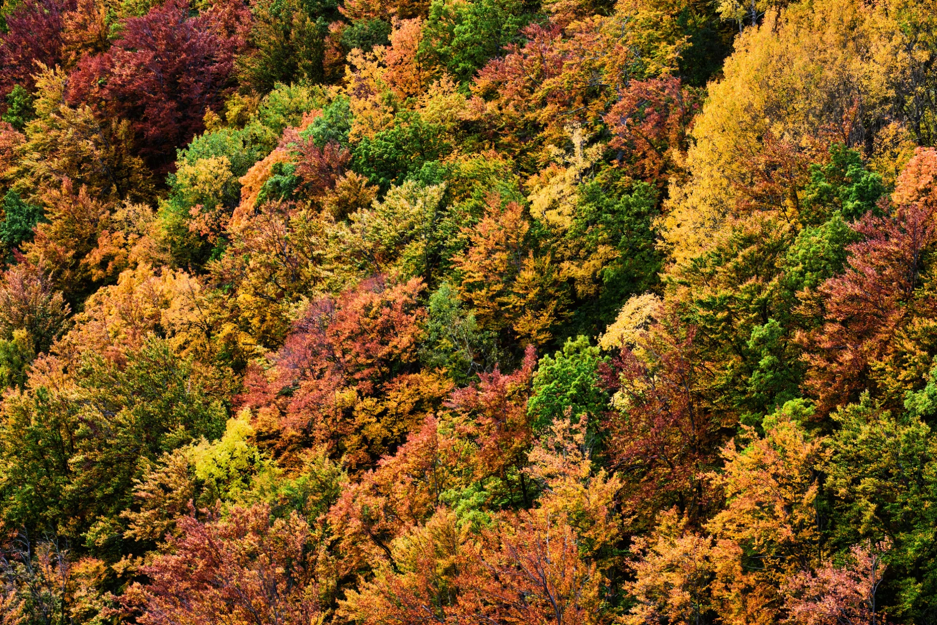 Parcul Național Cozia - Destinații România 13 -