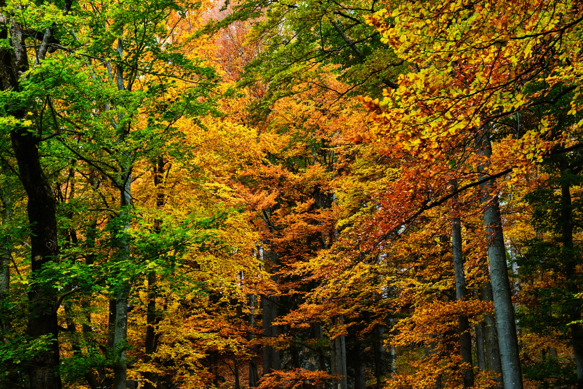 Parcul Național Cozia - Destinații România 49 -