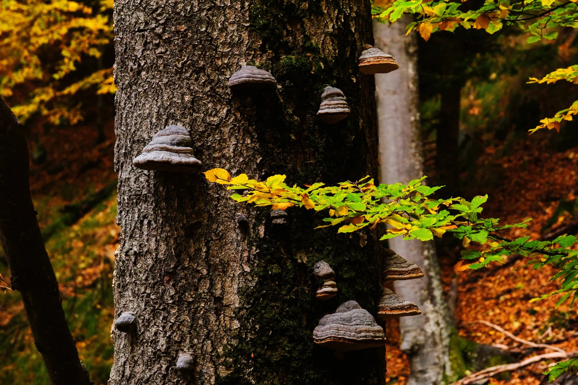 Parcul Național Cozia - Destinații România 50 -