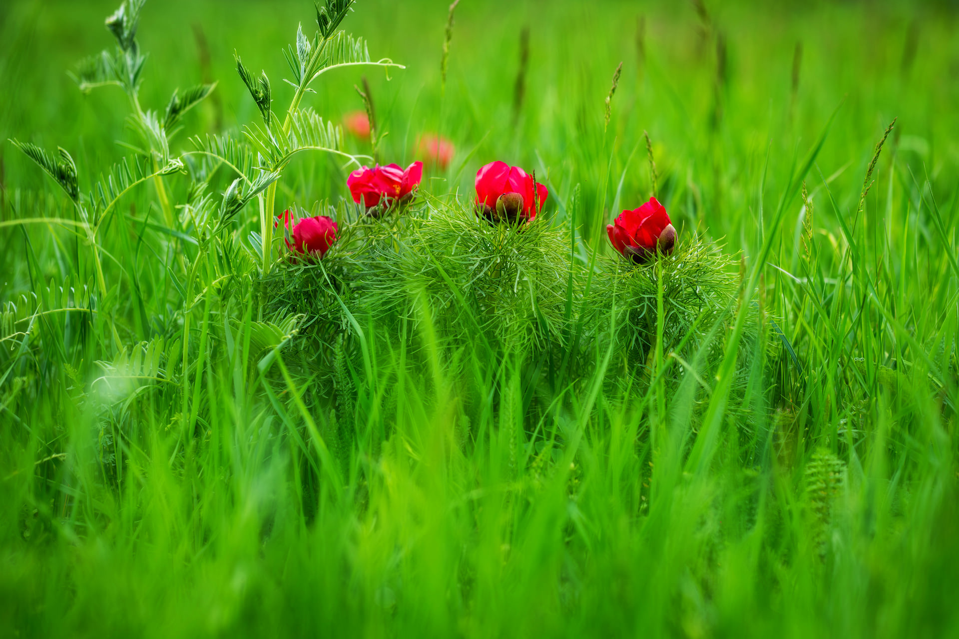 Peony Reserve near Cluj Napoca at Zau de Câmpie 01