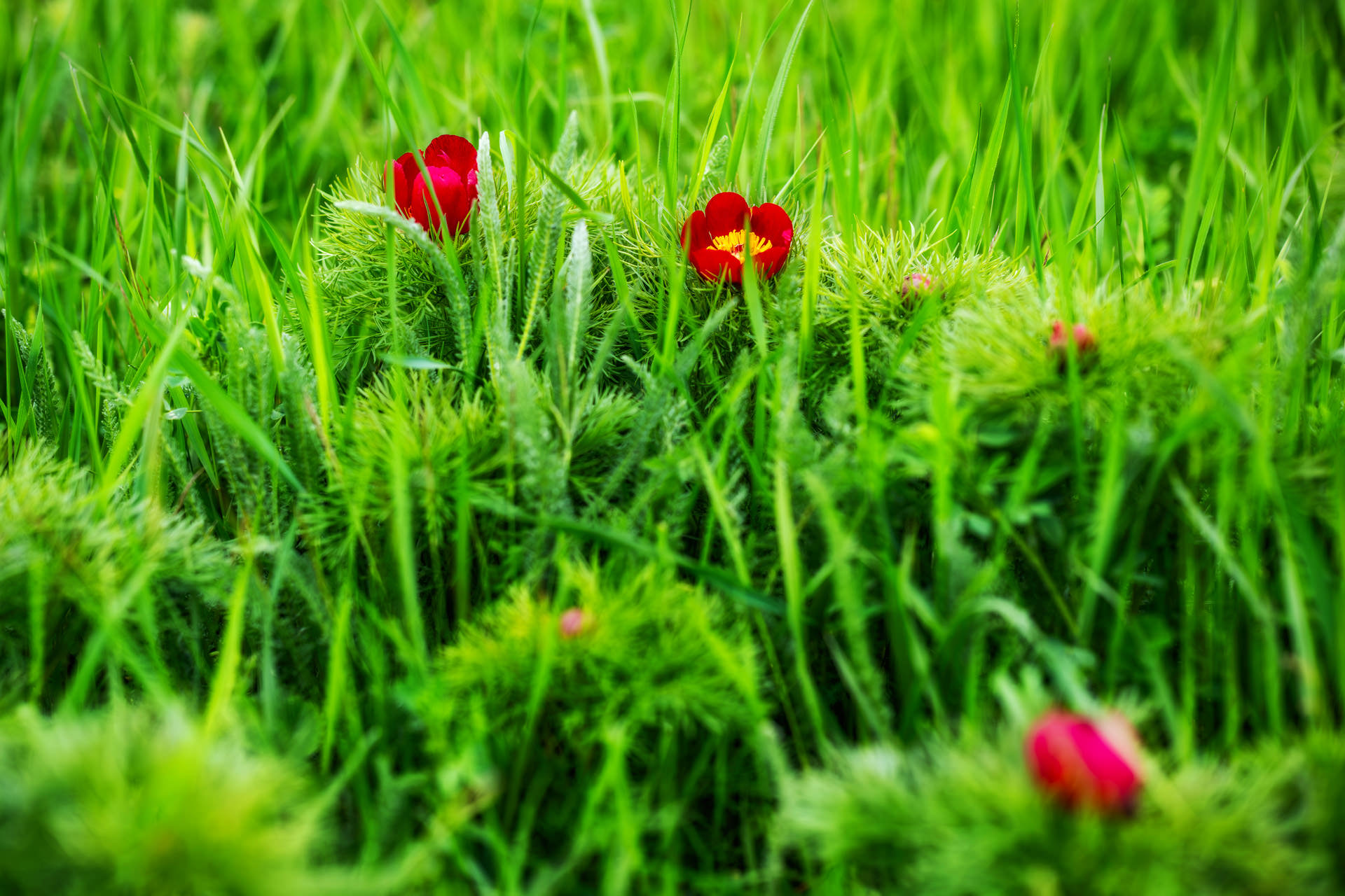 Wild Peony Reserve near Cluj Napoca at Zau de Câmpie