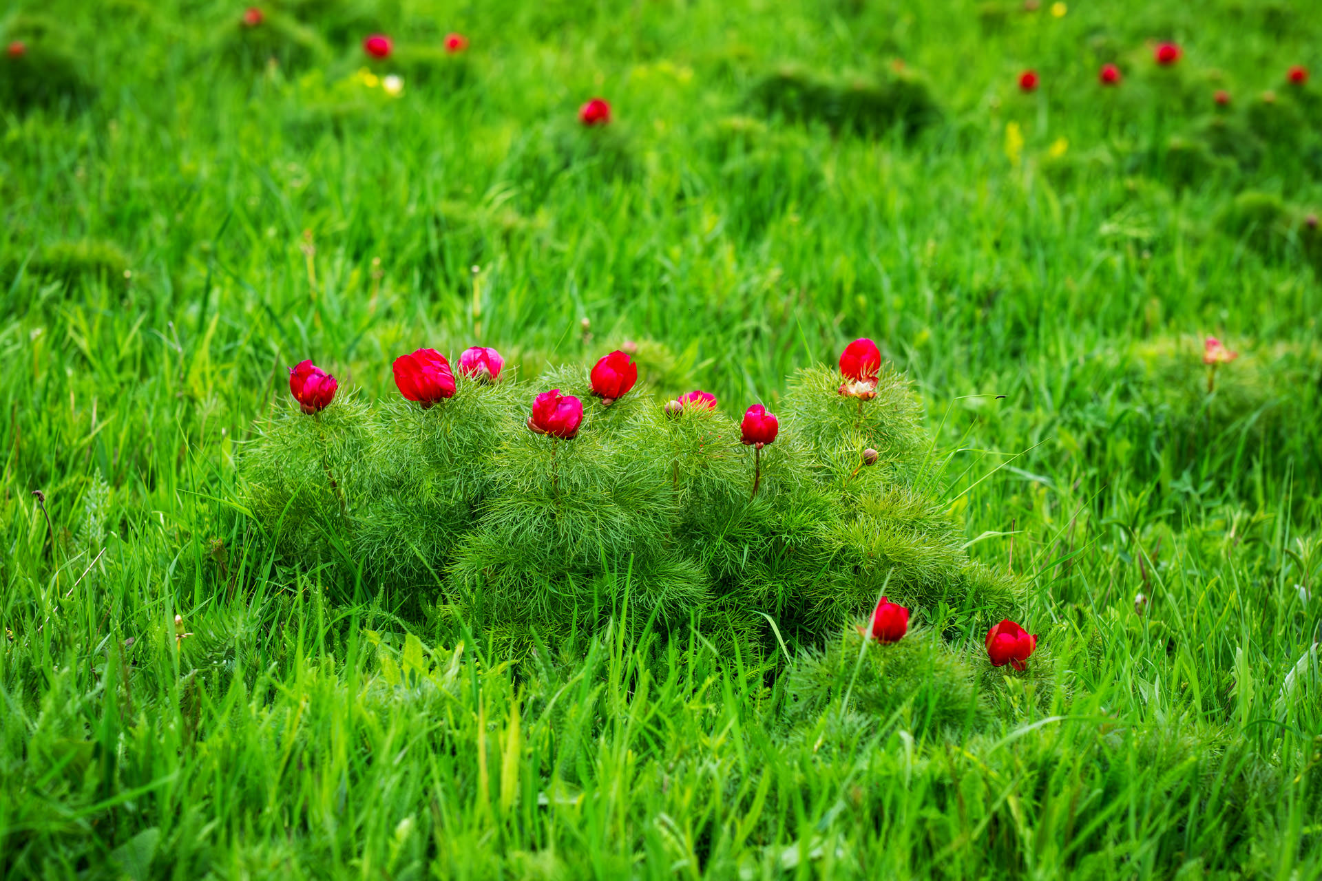 Wild Peony Reserve near Cluj Napoca at Zau de Câmpie
