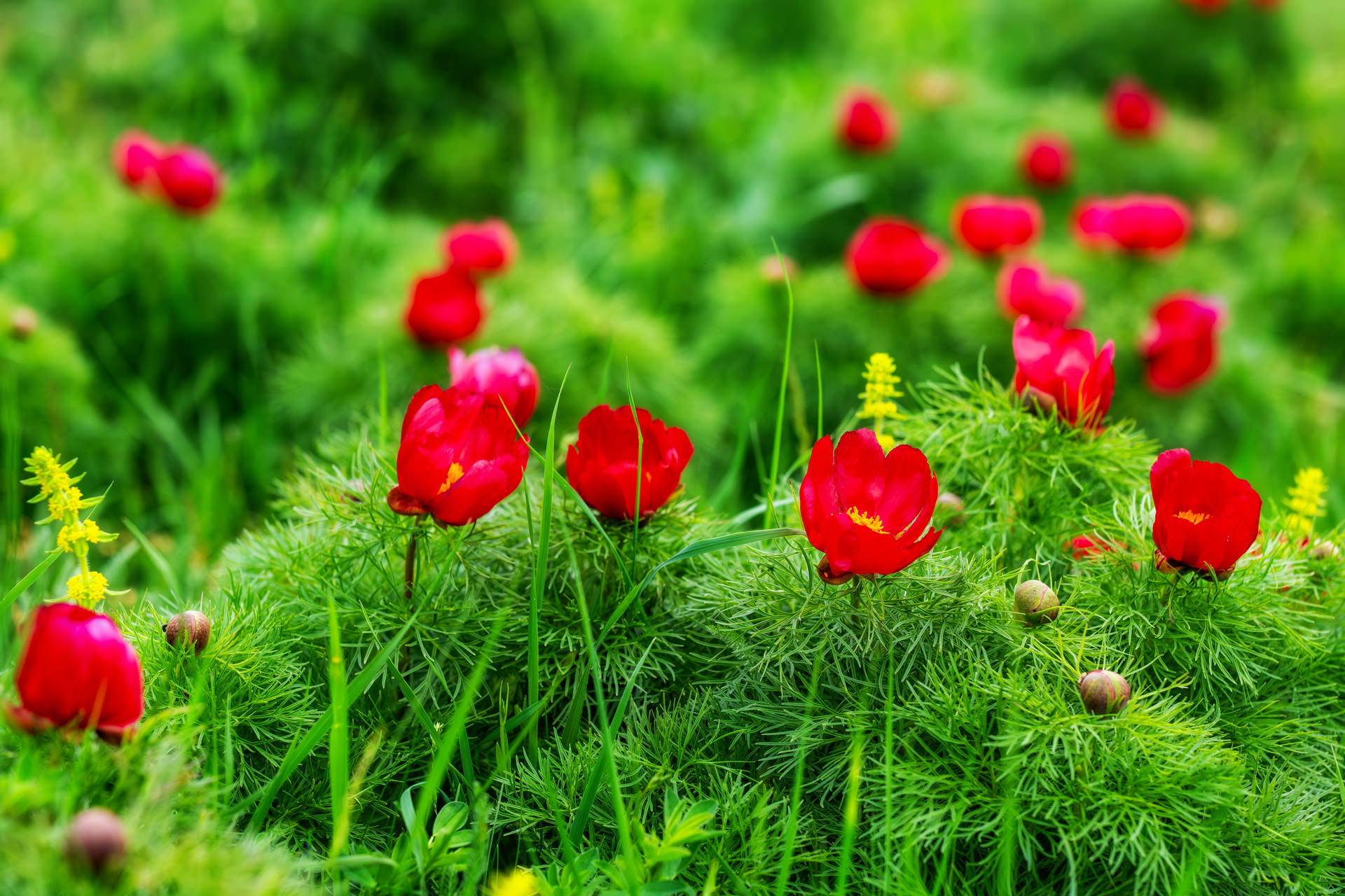 Wild Peony Reserve near Cluj Napoca at Zau de Câmpie