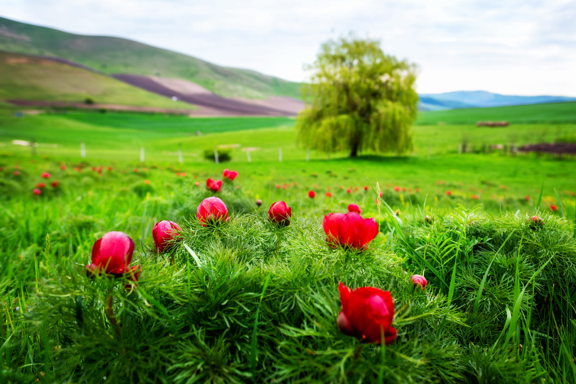 Peony Reserve near Cluj Napoca at Zau de Câmpie