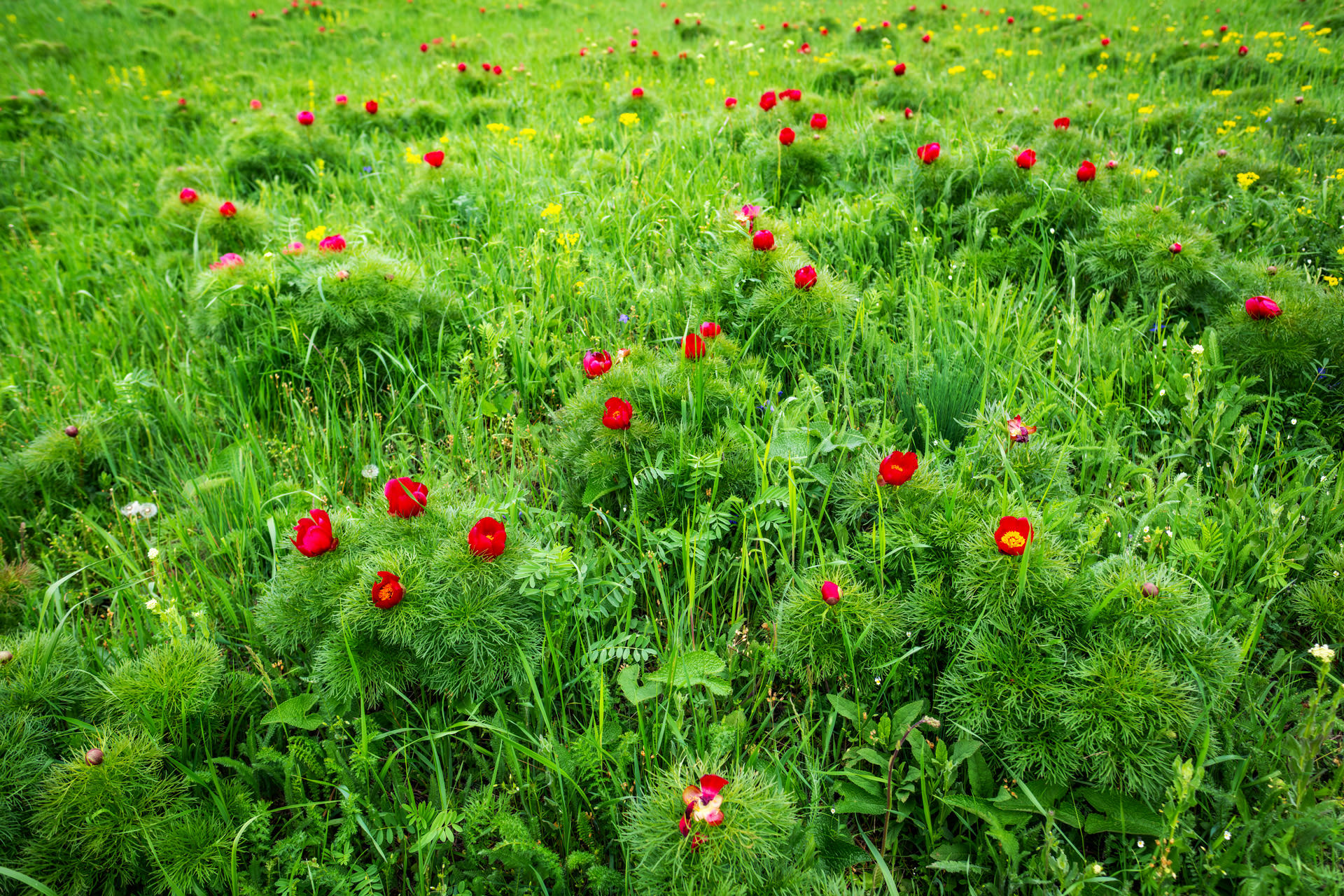 Steppe Peony Reserve at Zau de Câmpie near Cluj Napoca
