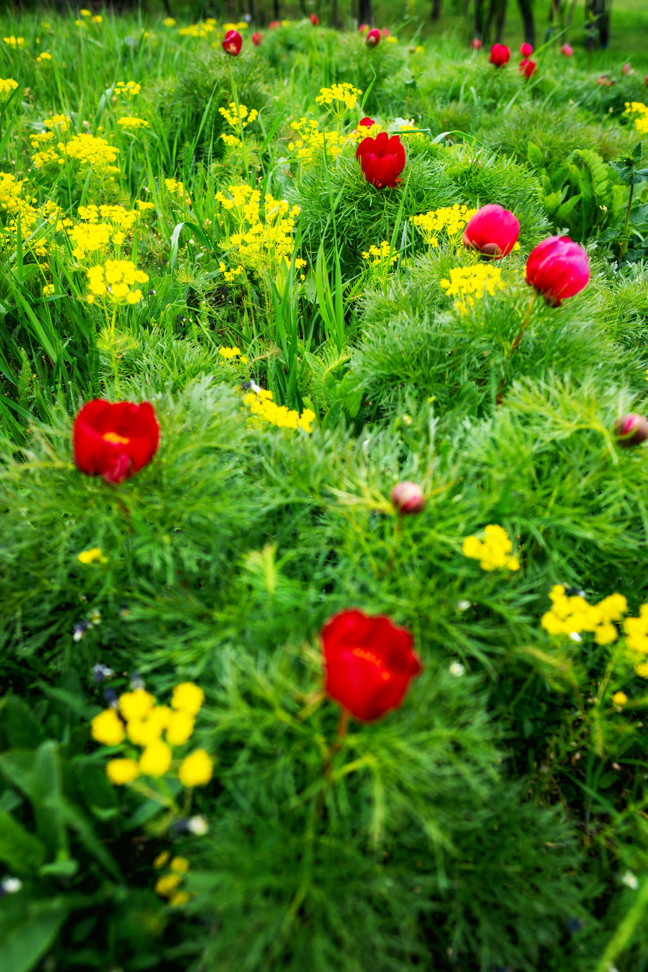 Steppe Peony Reserve at Zau de Câmpie near Cluj Napoca