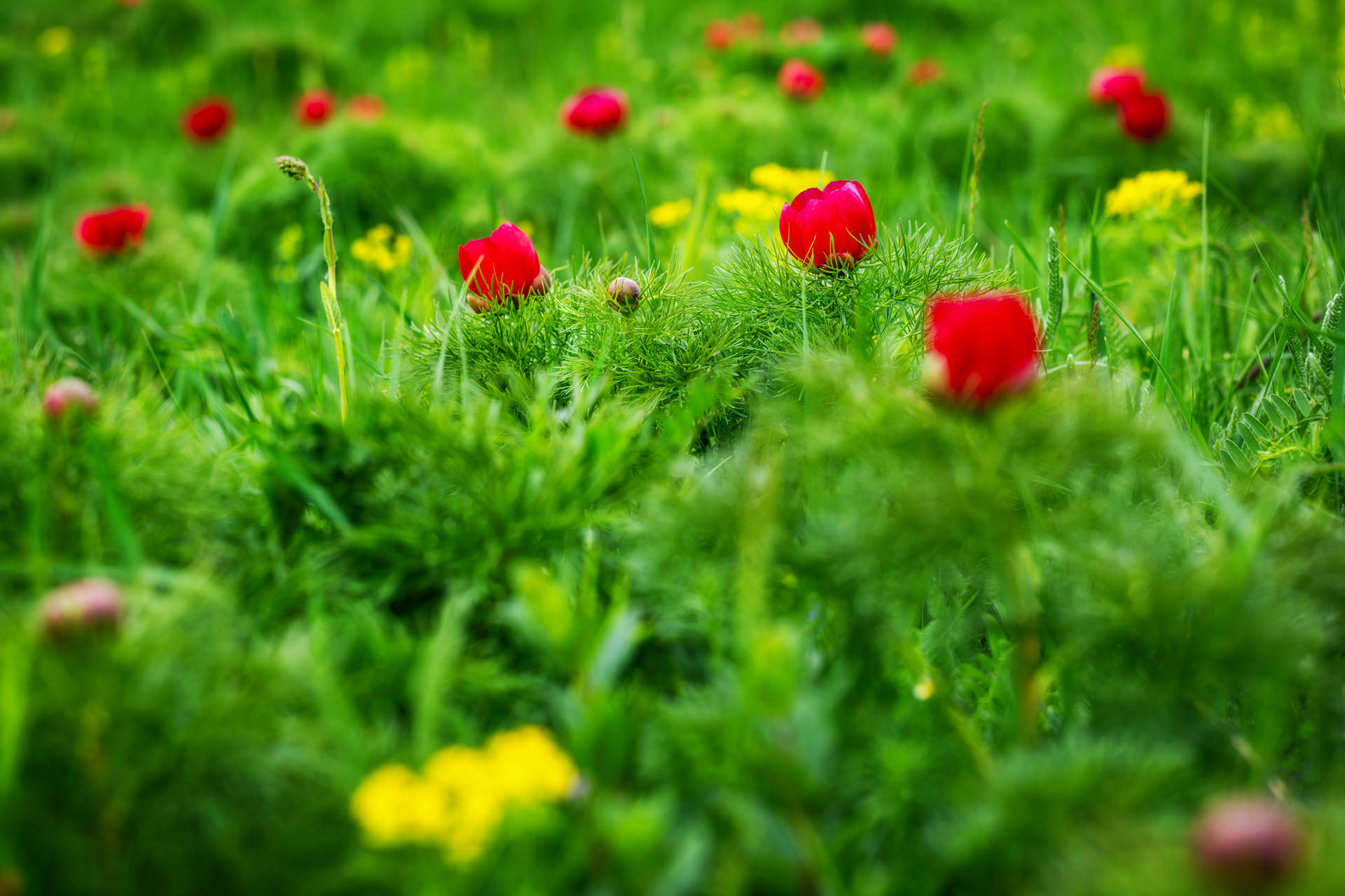 Wild Peony Reserve near Cluj Napoca at Zau de Câmpie