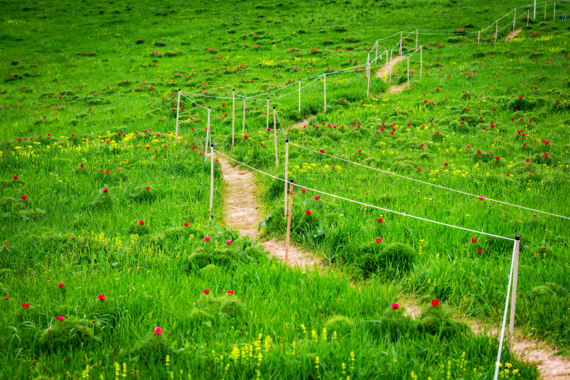 Wild Peony Reserve near Cluj Napoca at Zau de Câmpie