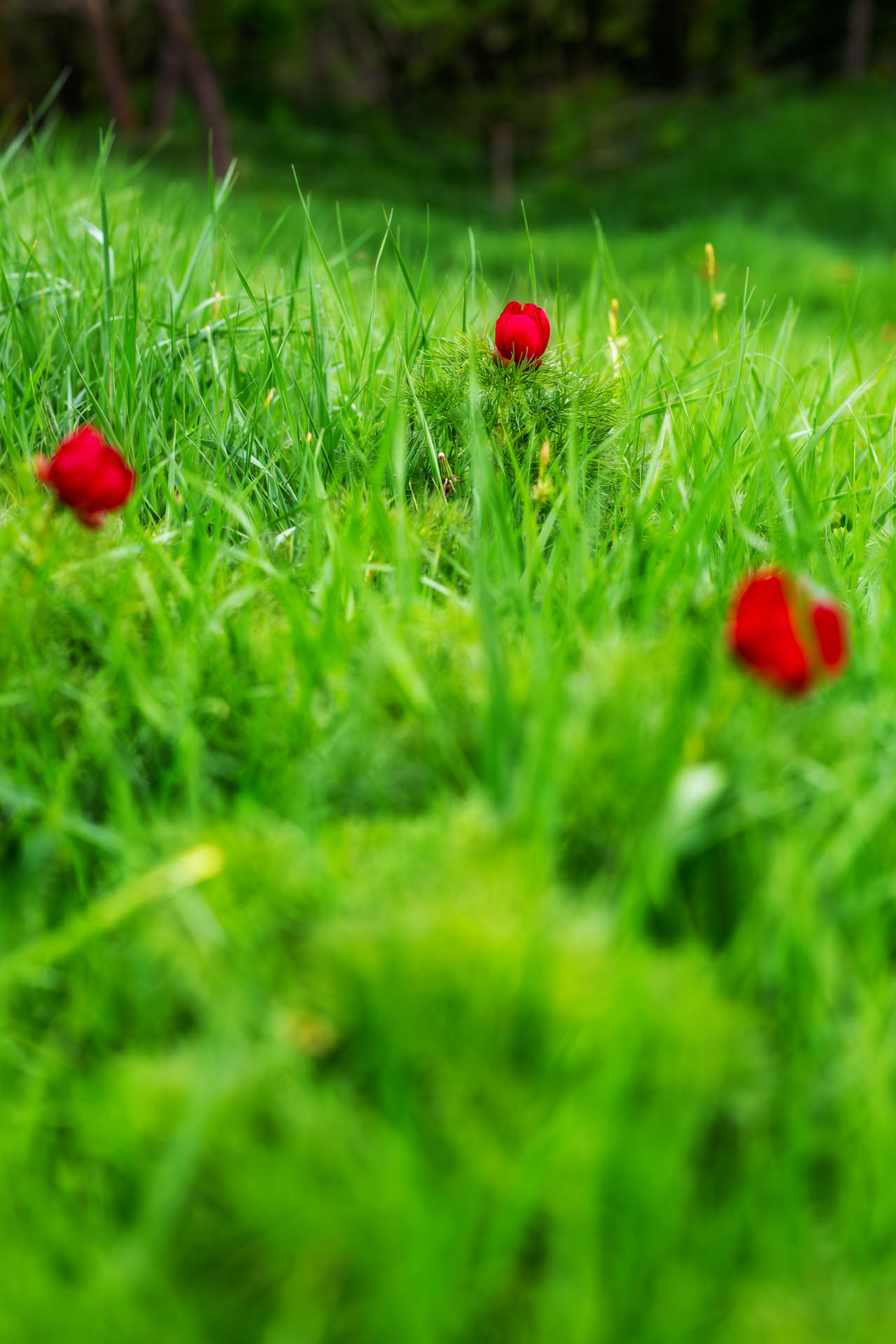 Steppe Peony Reserve at Zau de Câmpie near Cluj Napoca