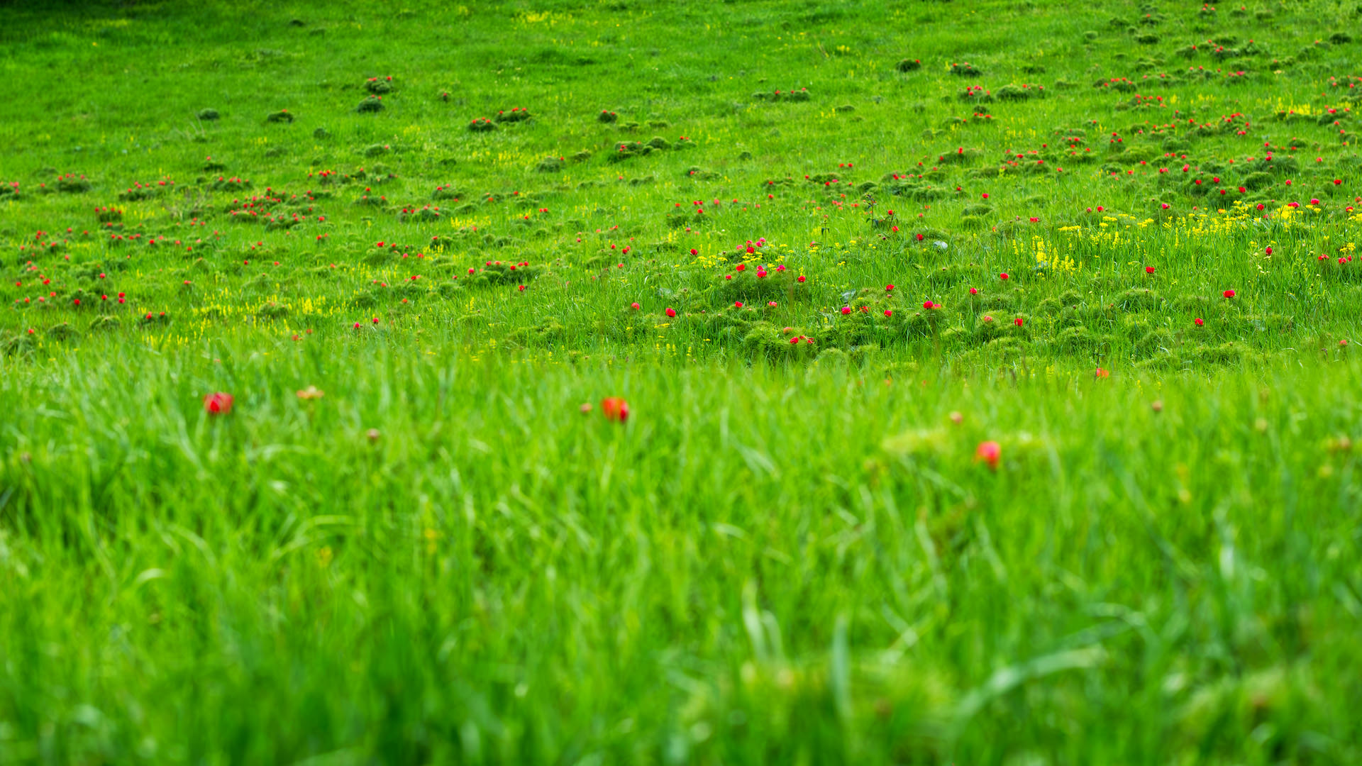 Steppe Peony Reserve at Zau de Câmpie near Cluj Napoca