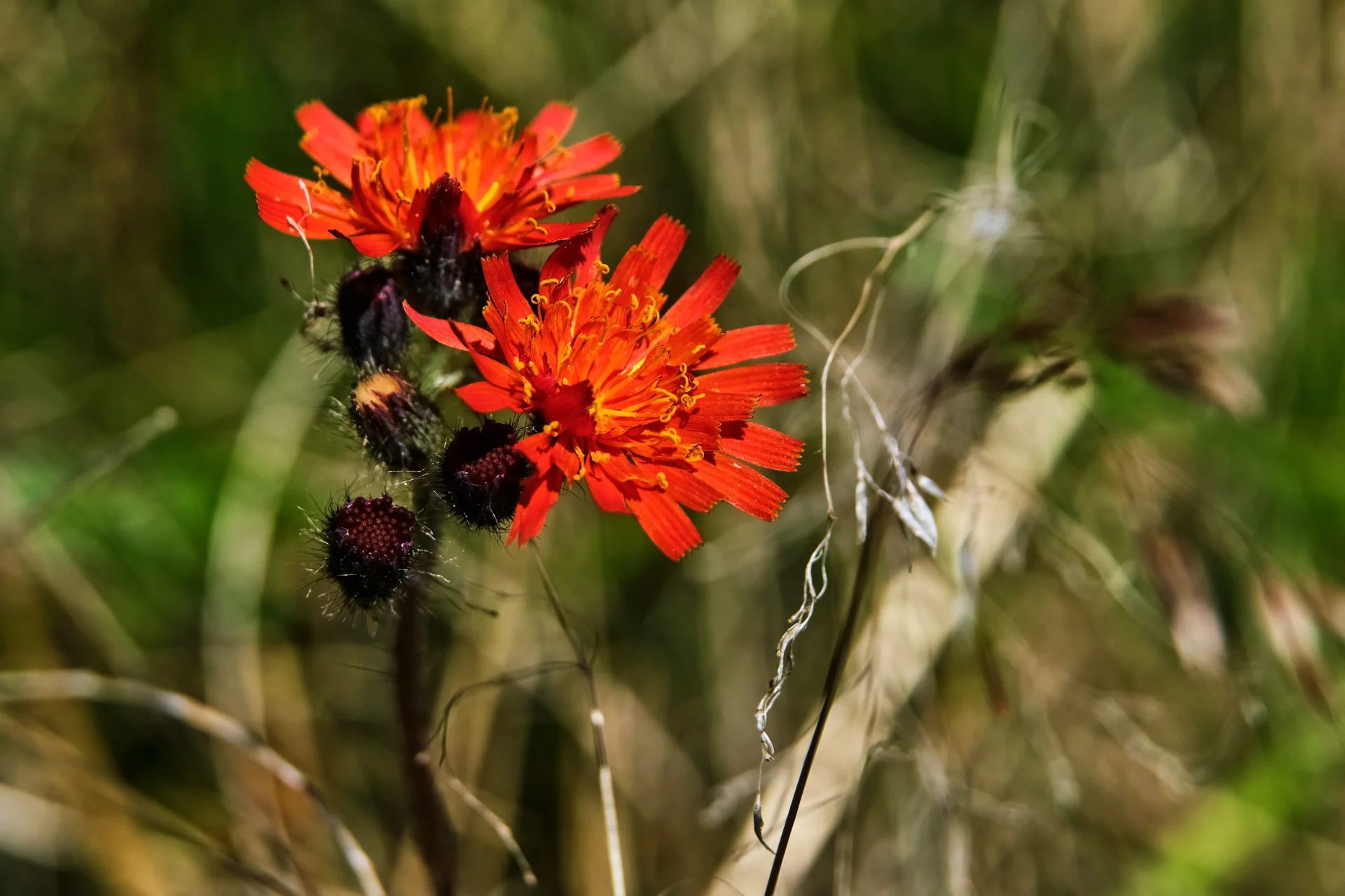 Biodiversitate - Muntii Parâng - Destinații România 026