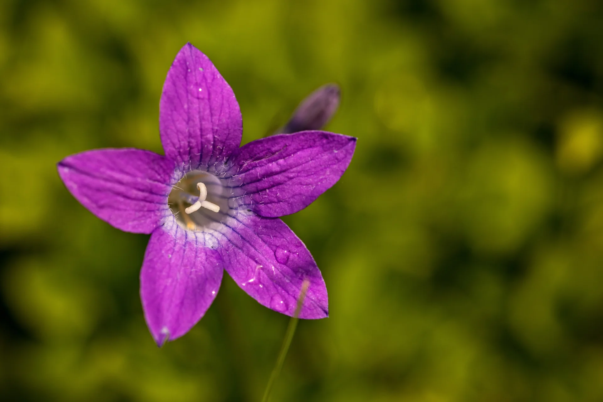 Biodiversitate - Muntii Parâng - Destinații România 088