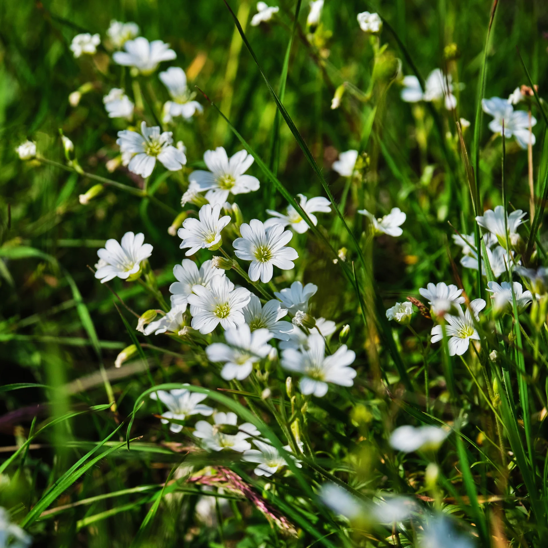 Horezu si Împrejurimile - Destinații România 30 - Biodiversitate PN Buila-Vânturarița