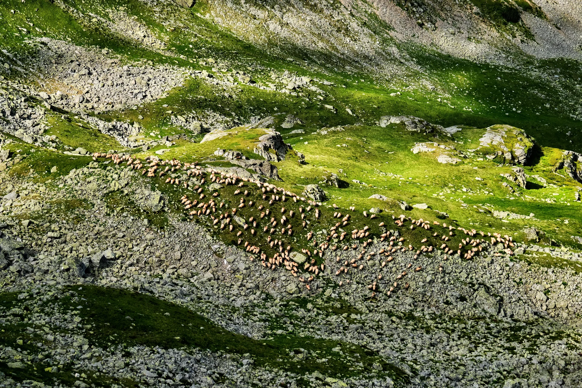 Păstorit în Muntii Parâng - Destinații România 035